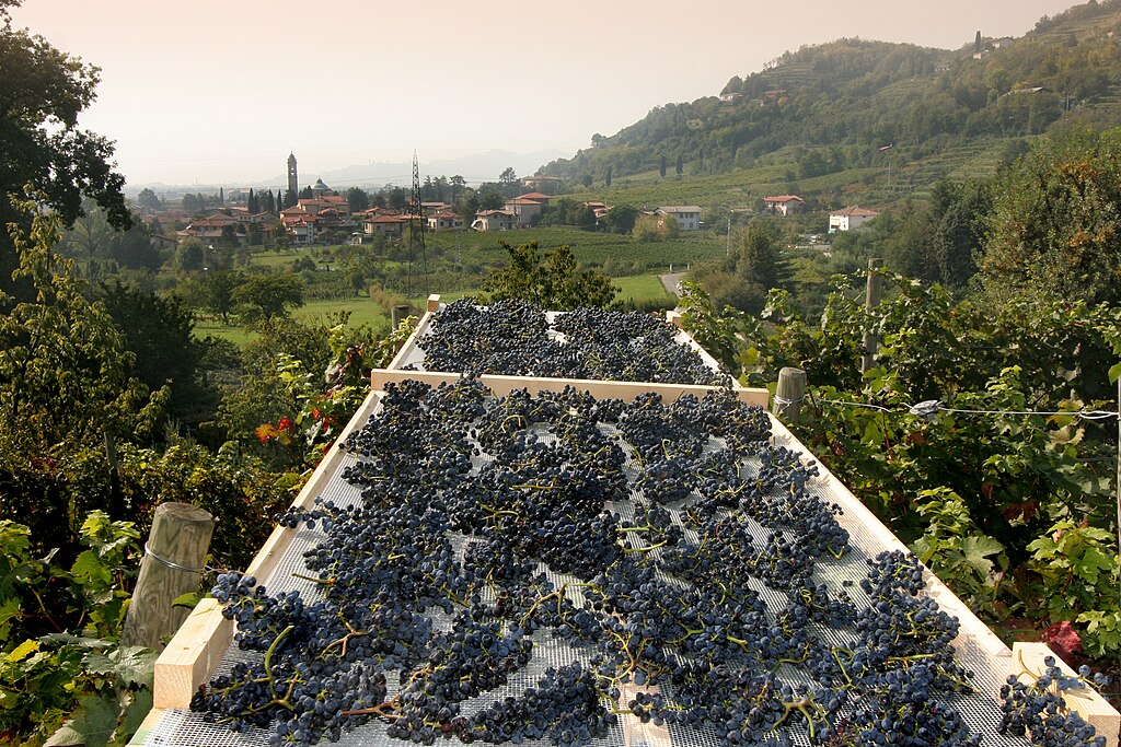 1024Px-Moscato Di Scanzo Grapes In The Drying Process