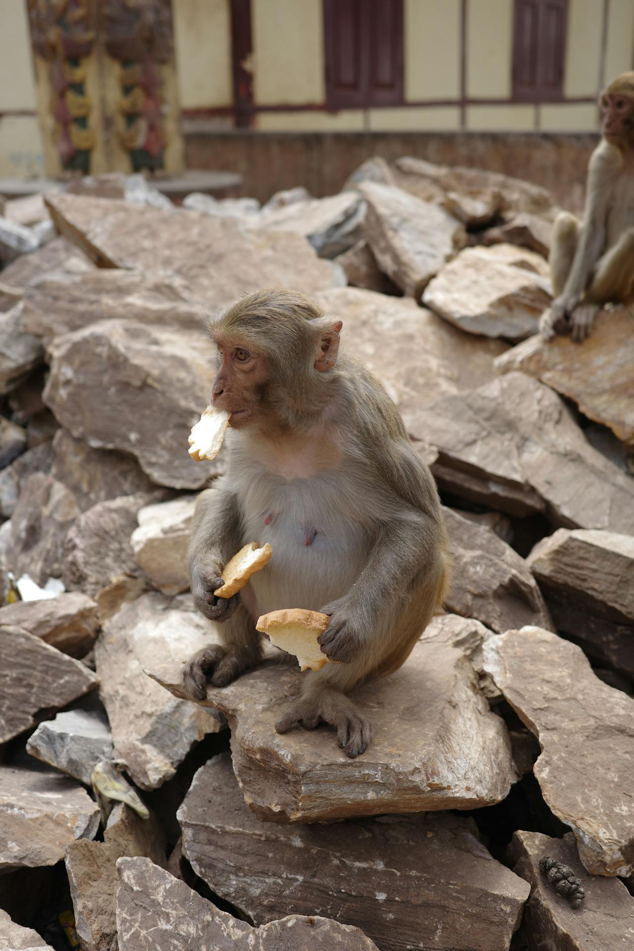 Pexels-Tonywuphotography-16011652