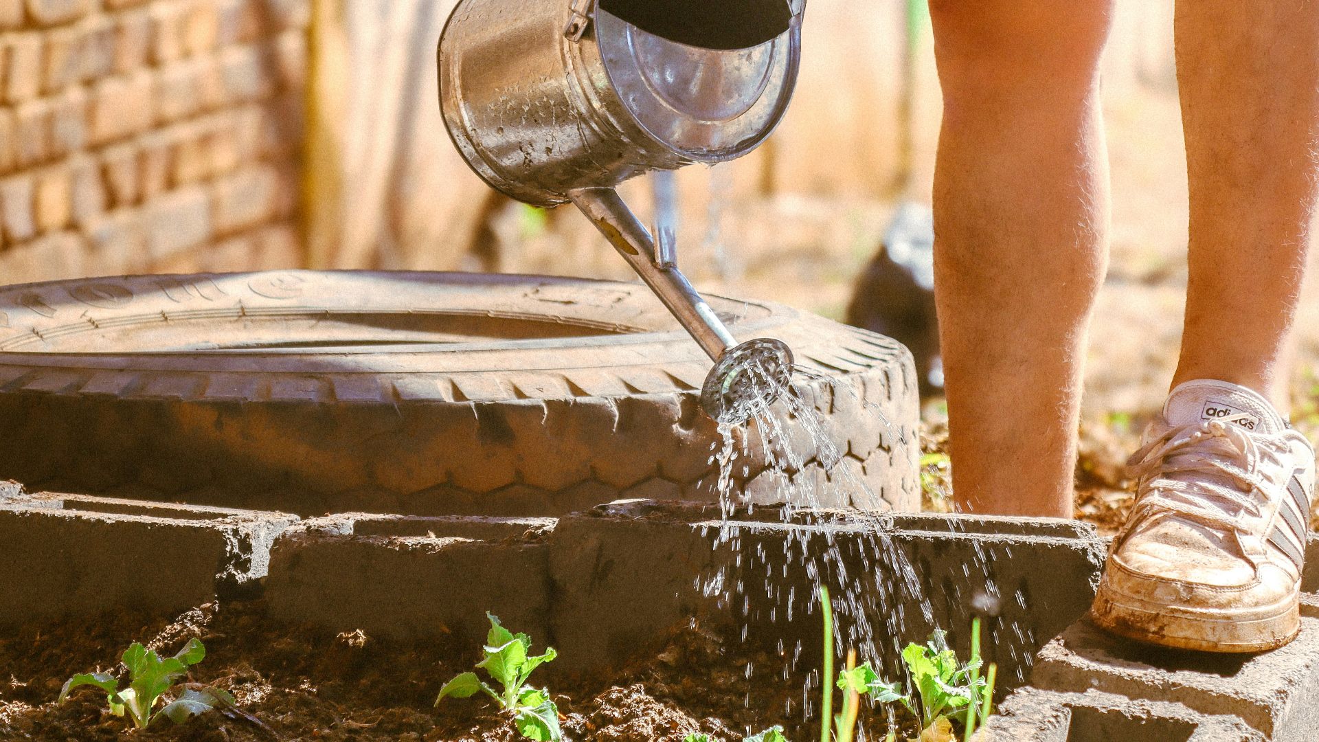 a person pouring water from a watering can into a garden