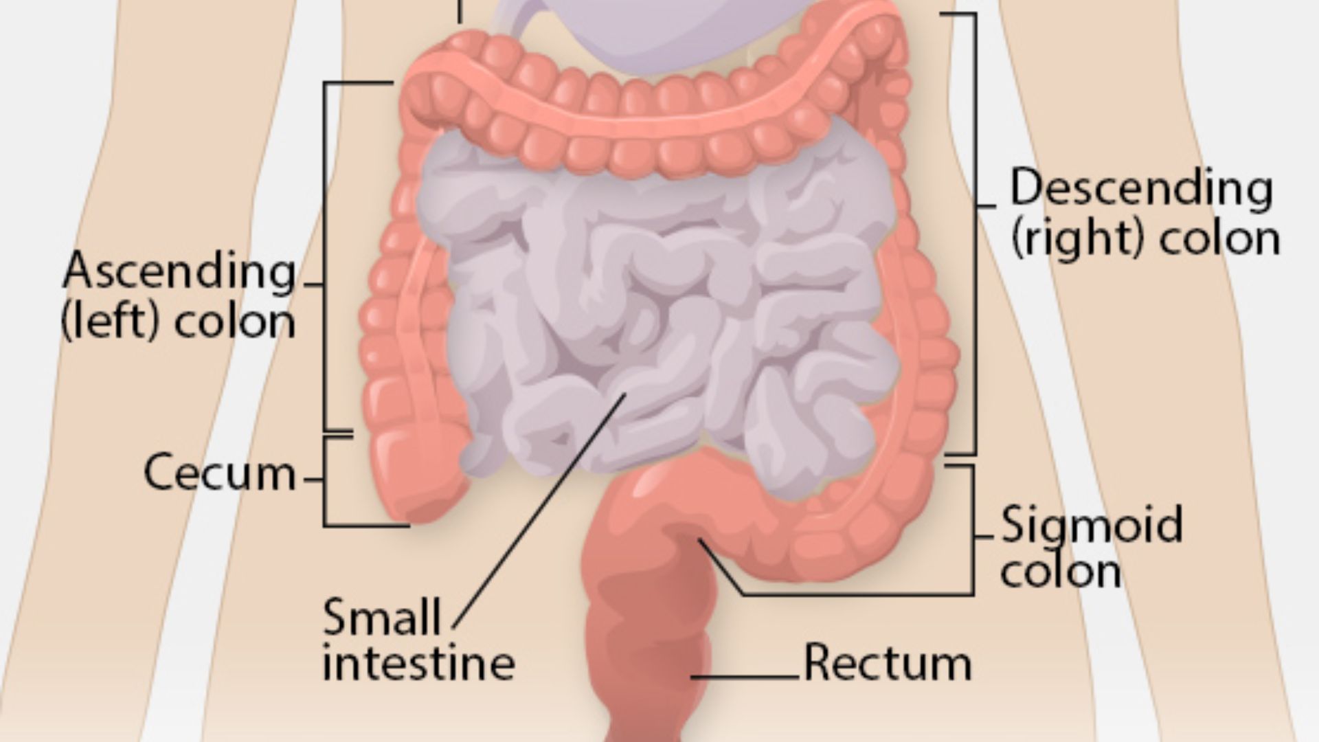 File:Colon illustration lg.jpg