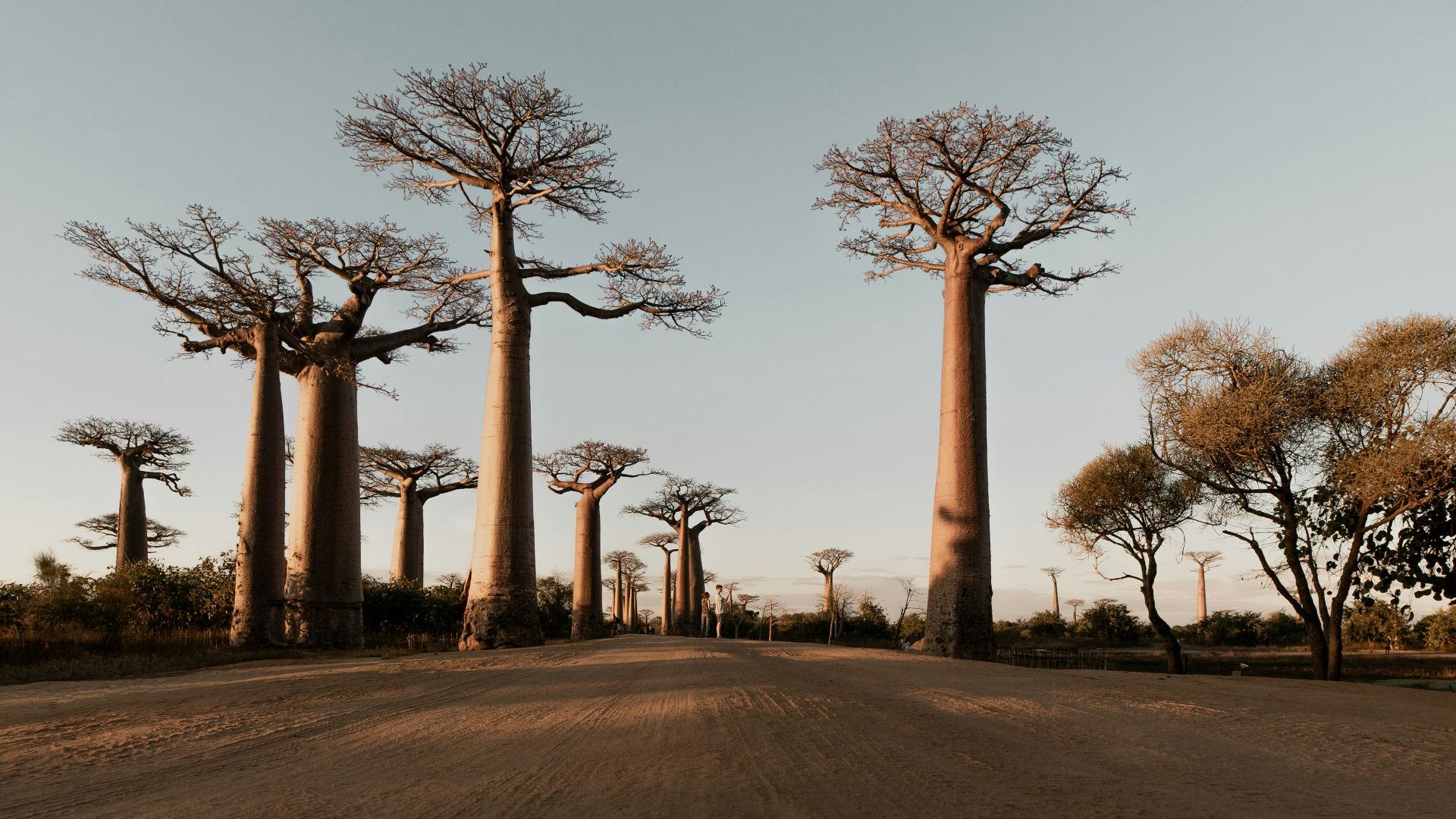 baobab trees