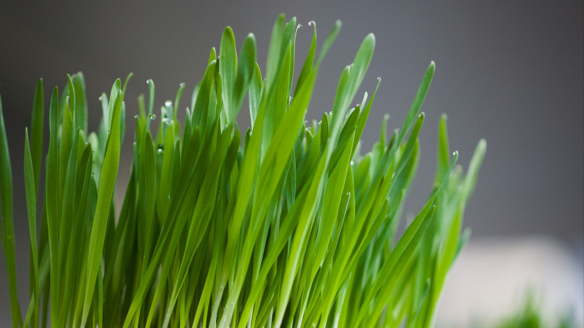 green grass on black and white concrete pot