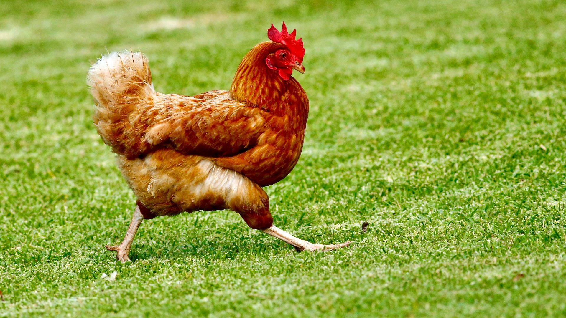 brown chicken on green grass field during daytime