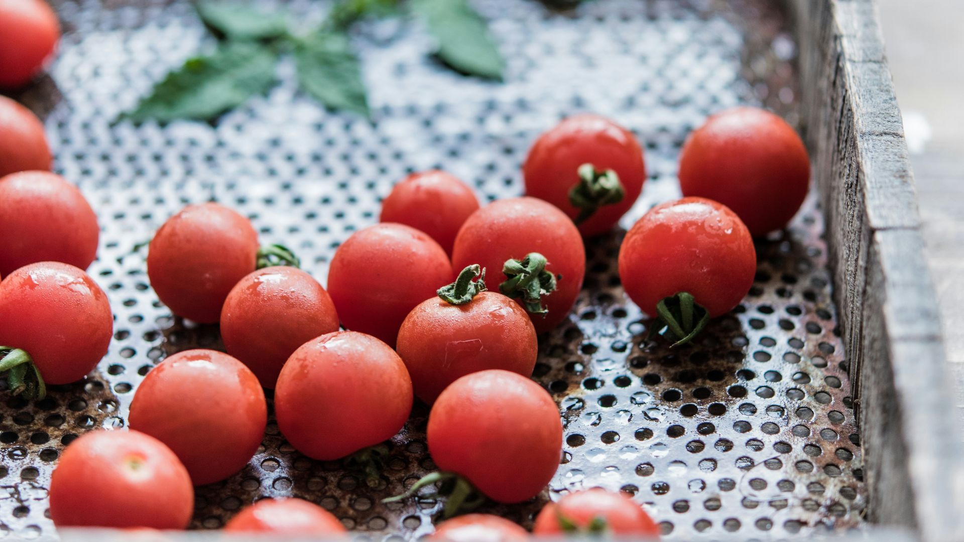a metal pan filled with lots of red tomatoes