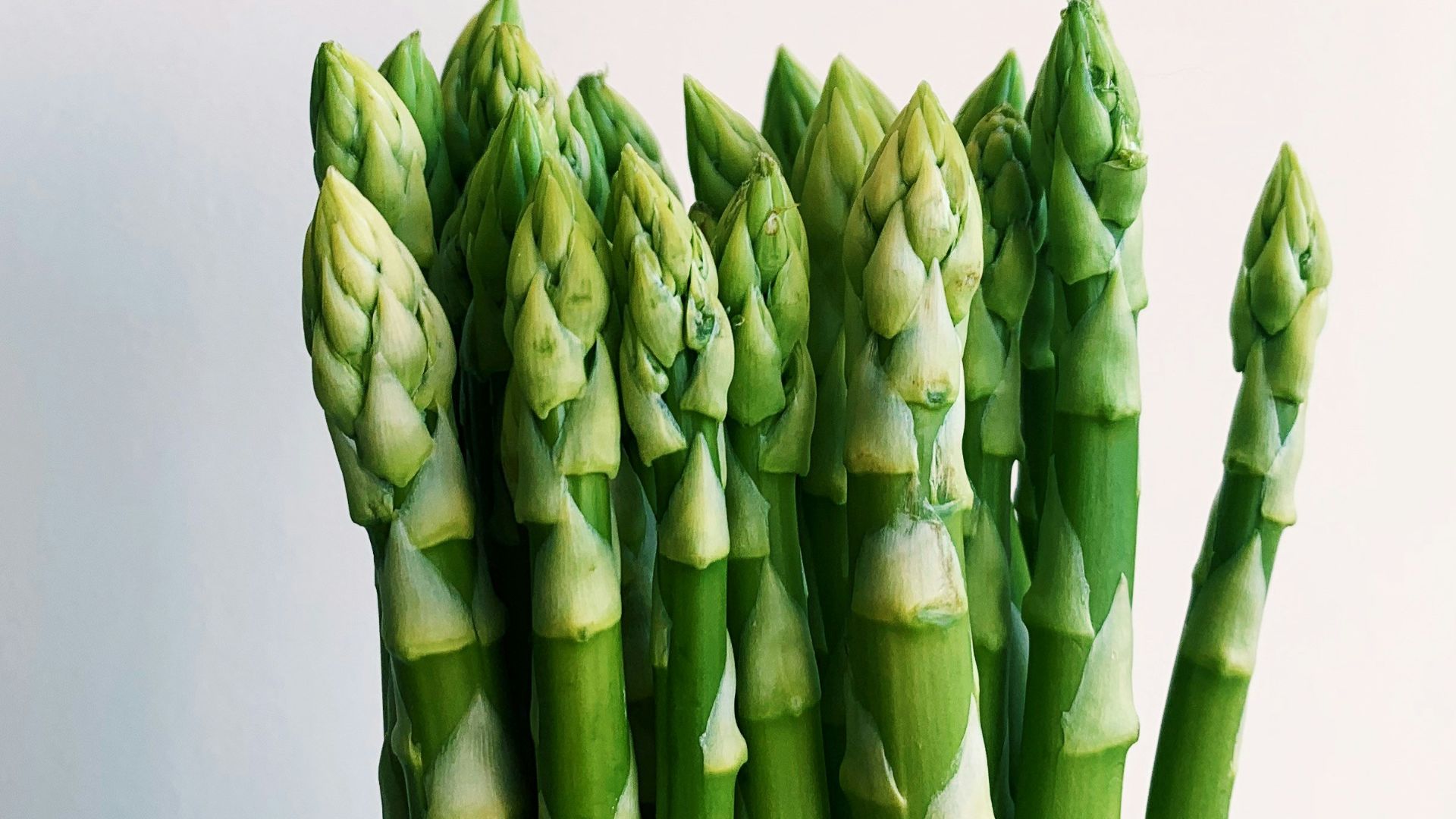 green plant on white background