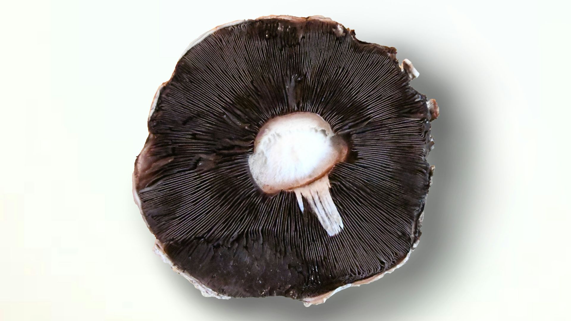 a black and white object