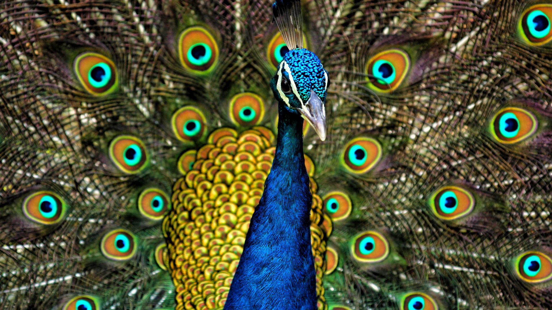 File:Peacock Plumage.jpg