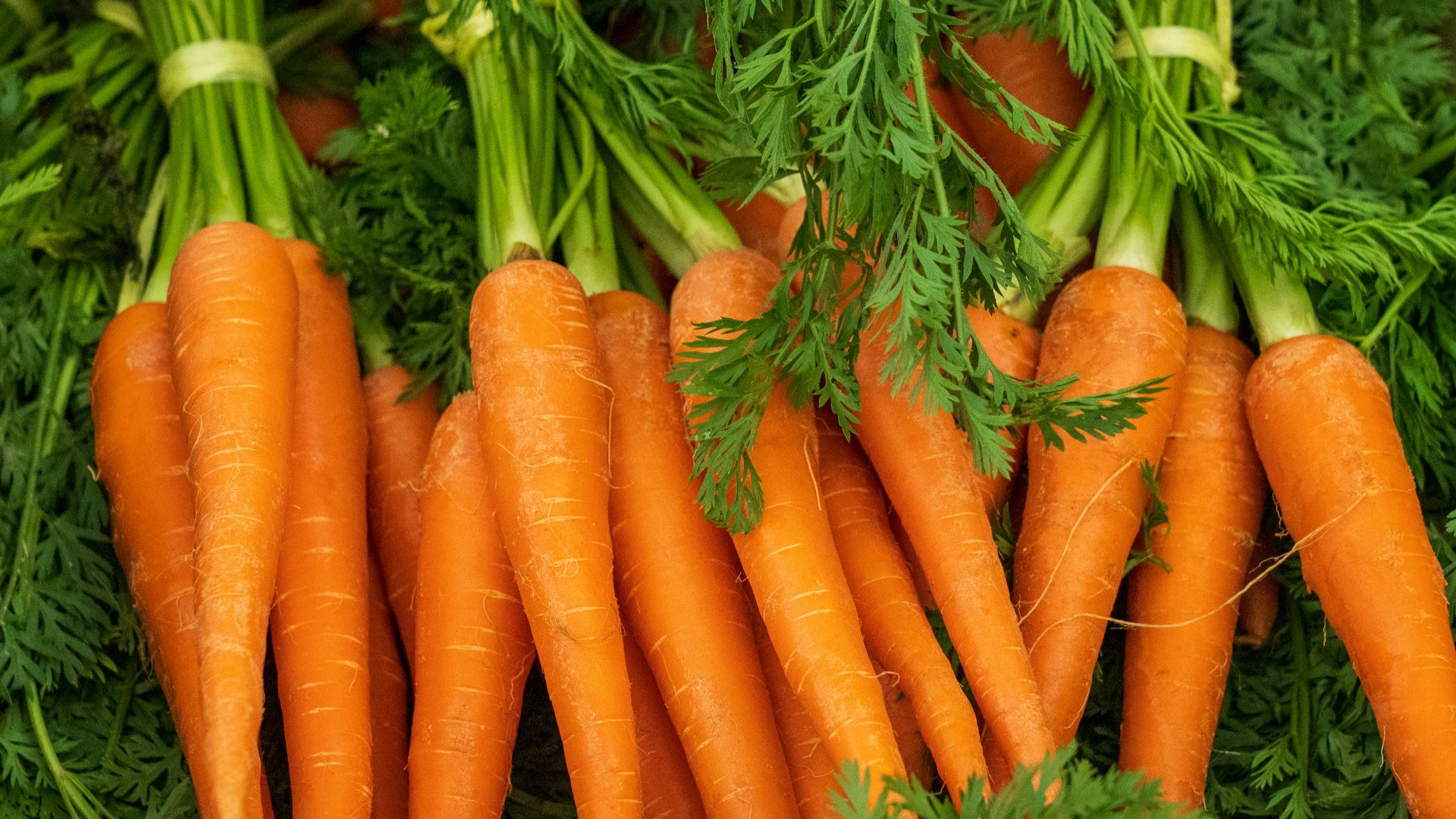 a pile of carrots with green tops and leaves
