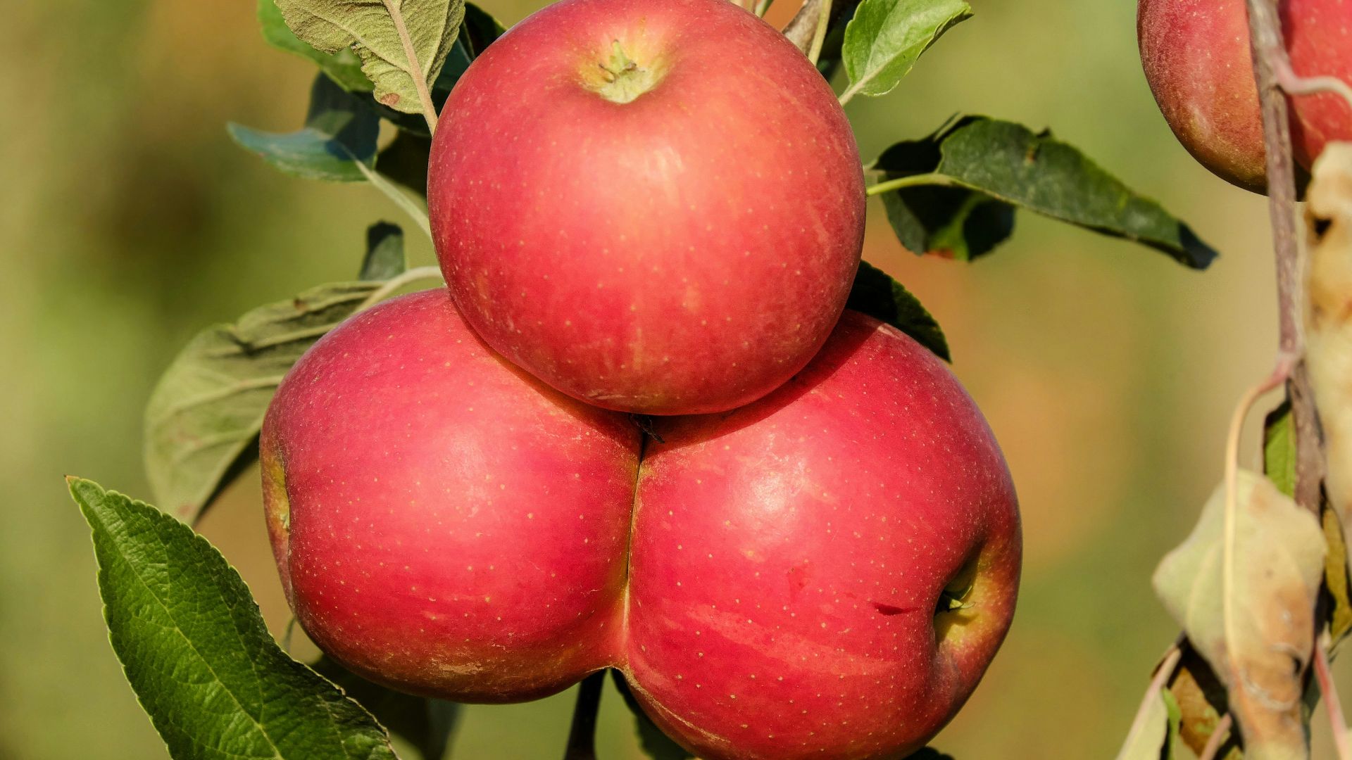 a group of red apples hanging from a tree