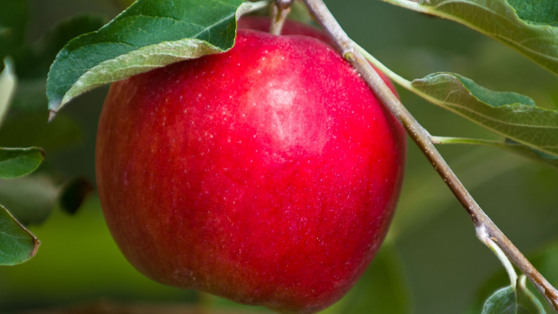 File:MN55 aka Rave Apple.jpg