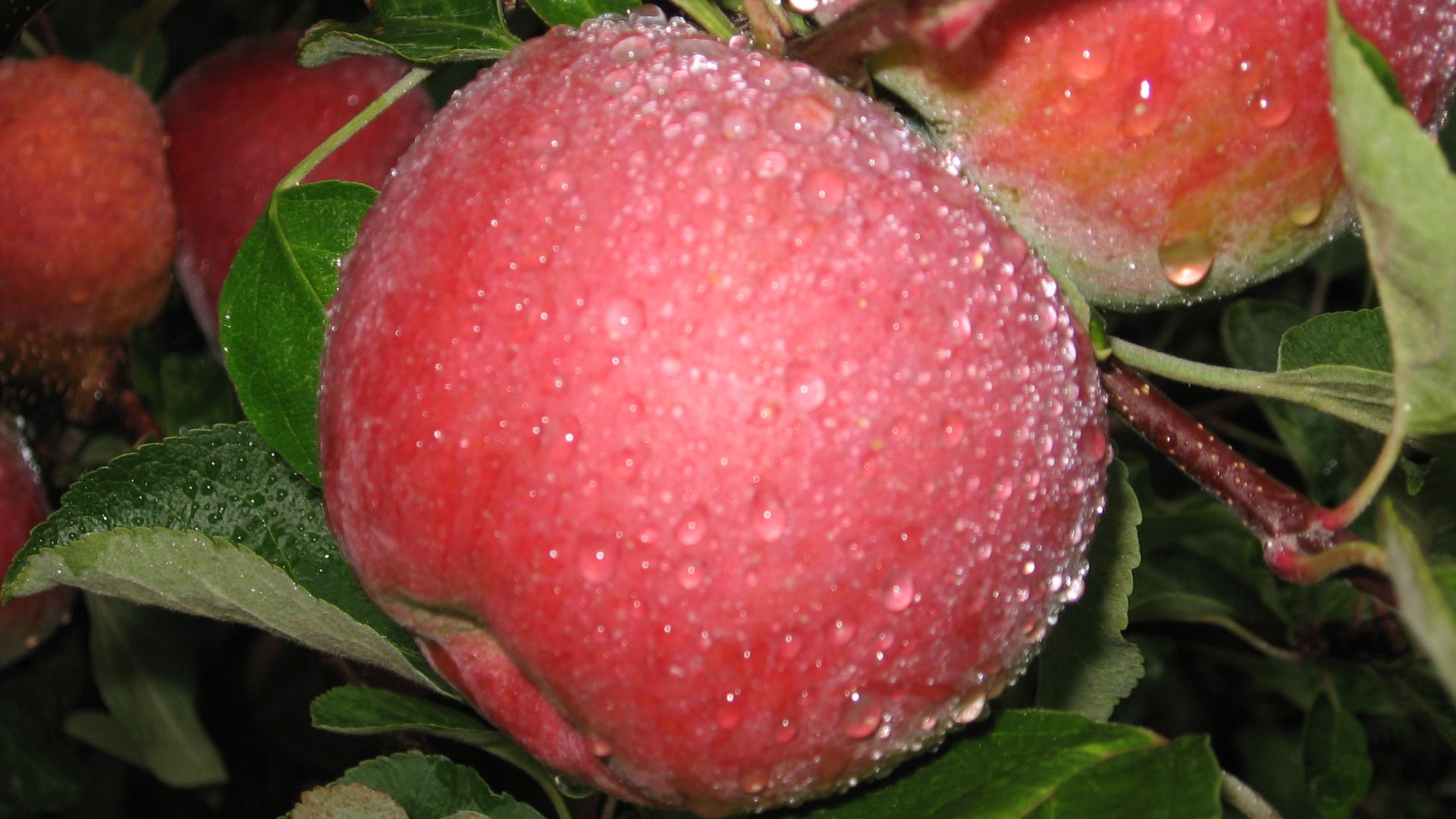 File:Macoun Apple.jpg