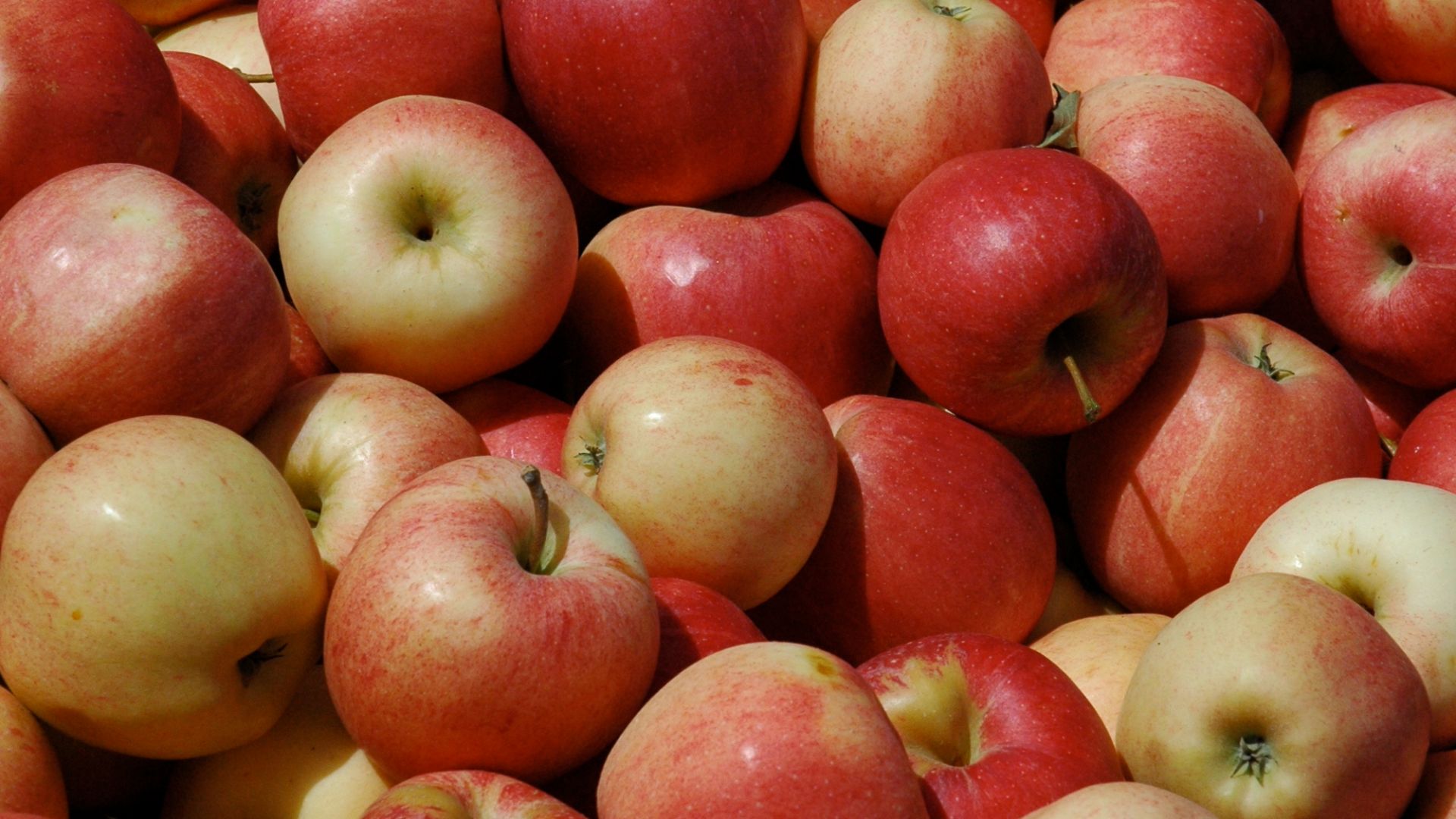 File:Cox Orange Pippin.jpg