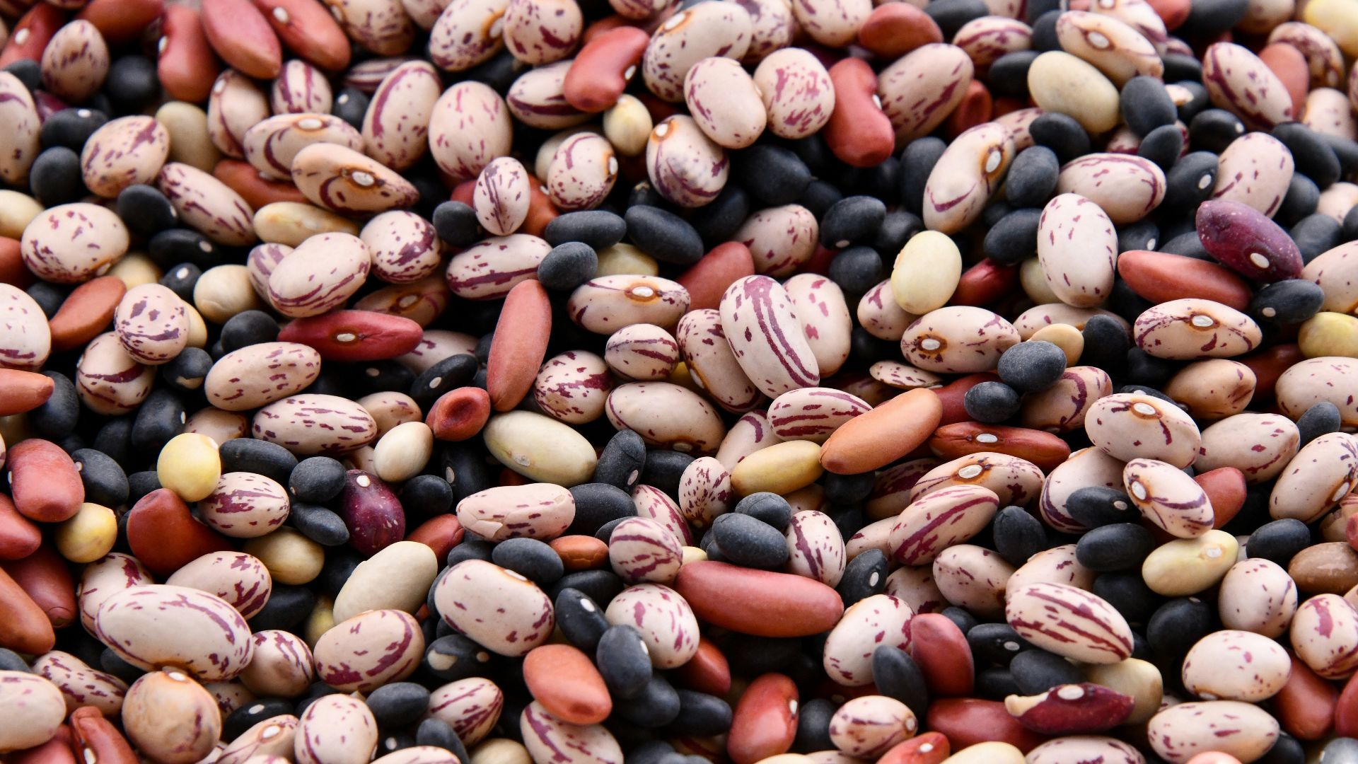assorted-colored bean lot