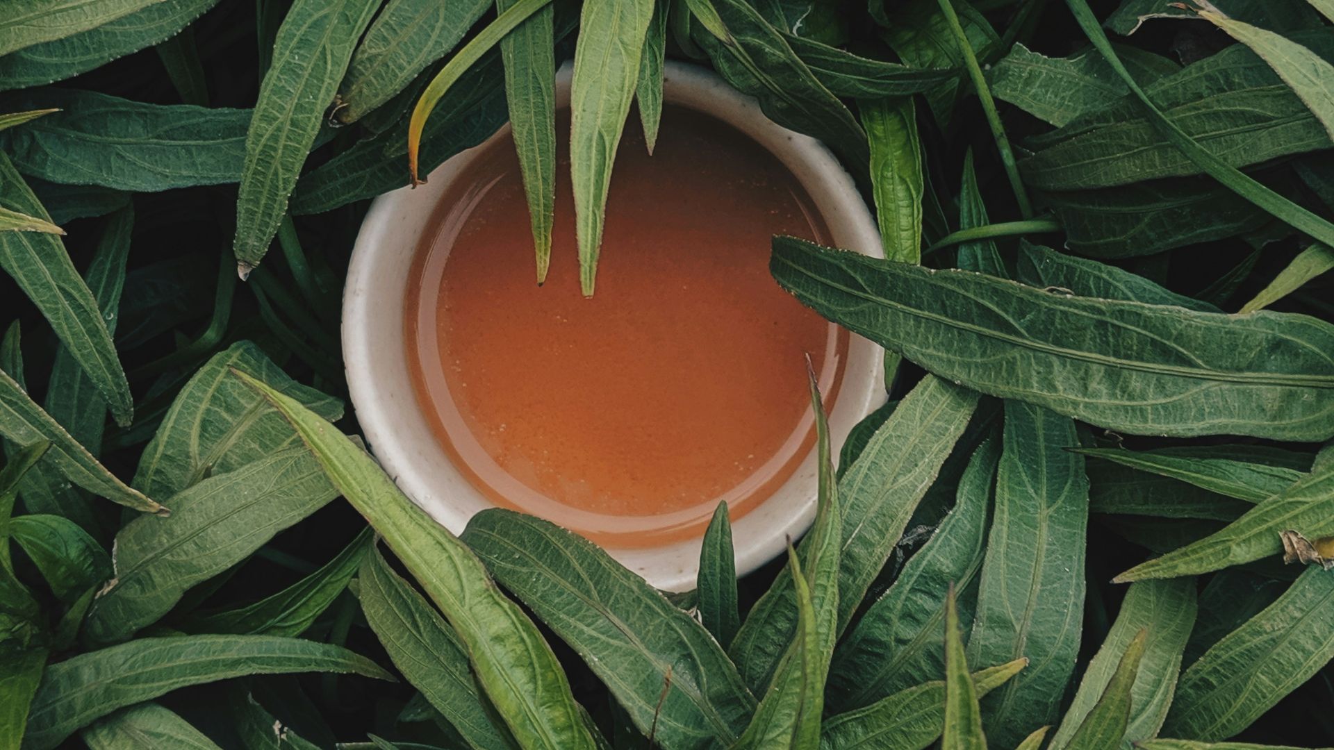 filled white bowl surrounded by snake plants