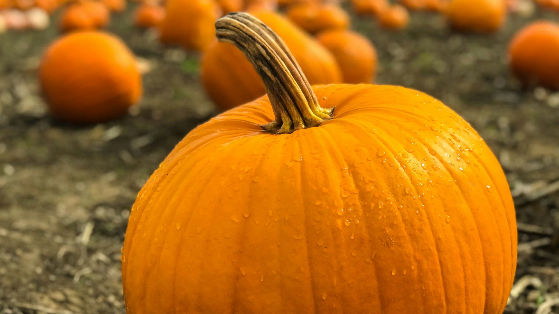 orange pumpkins on gray field near green grassland at daytime selective focus photography