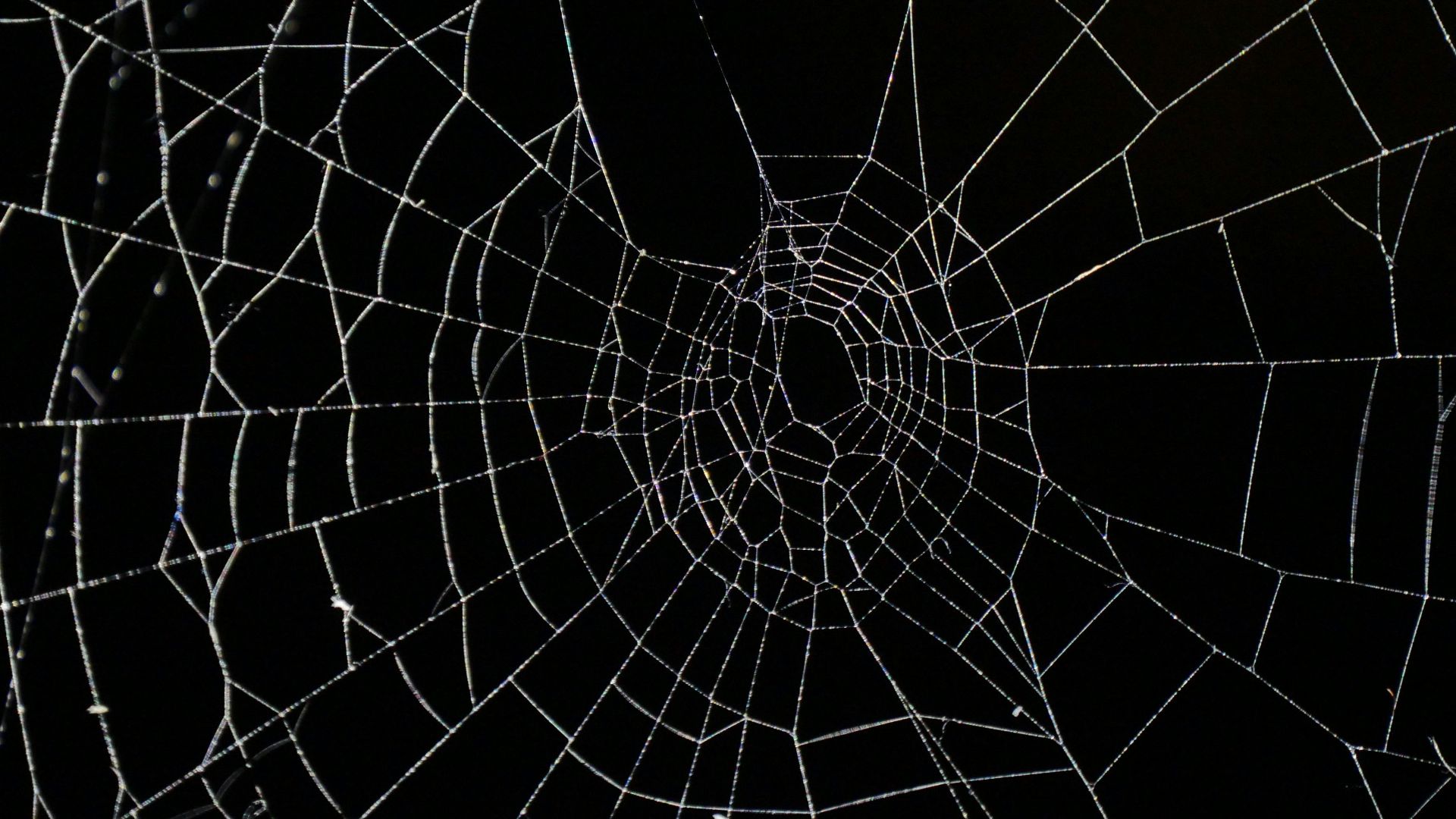 spider web in close up photography