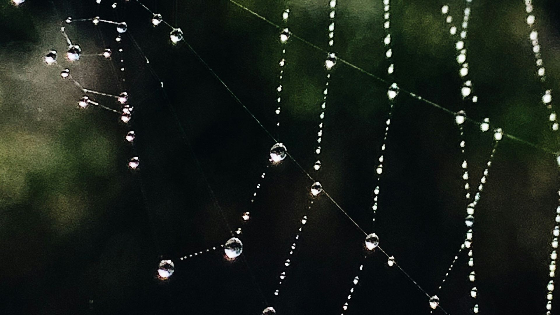 a close up of a spider web with drops of water on it