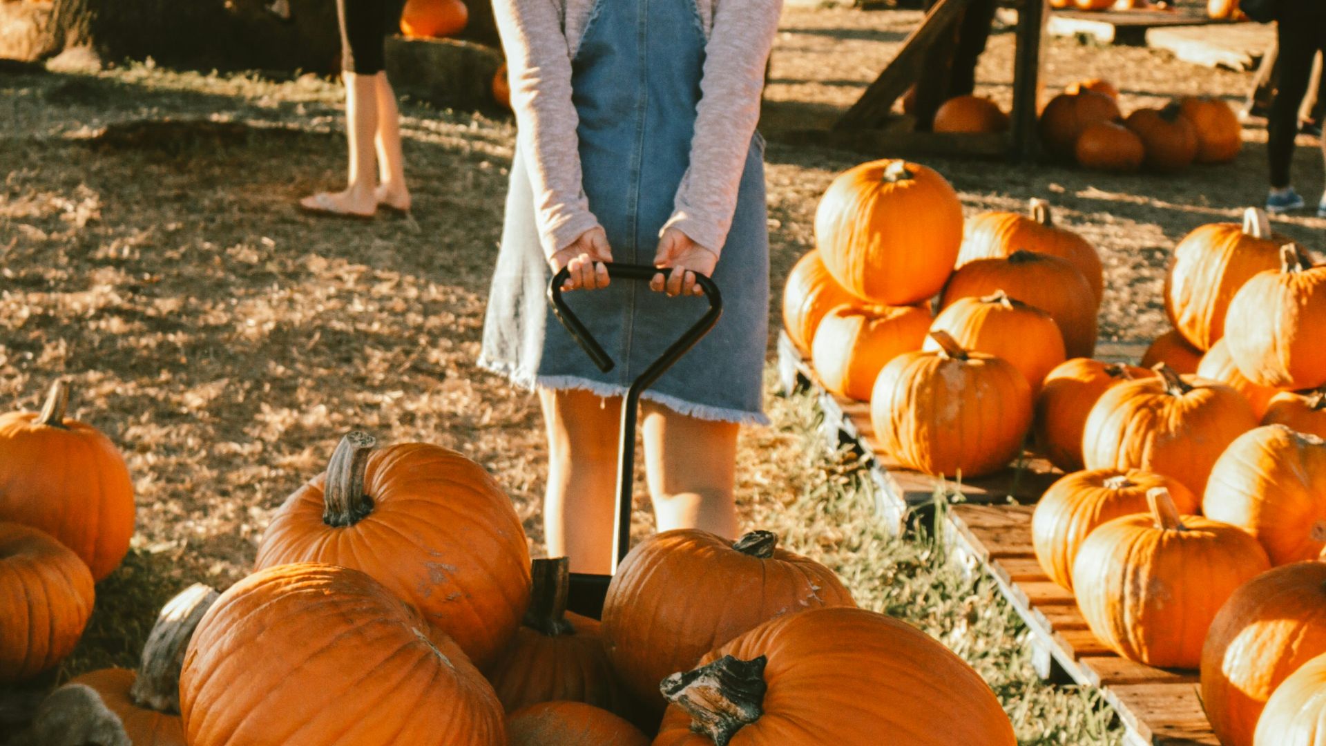 woman pulling wagon with pumpkins