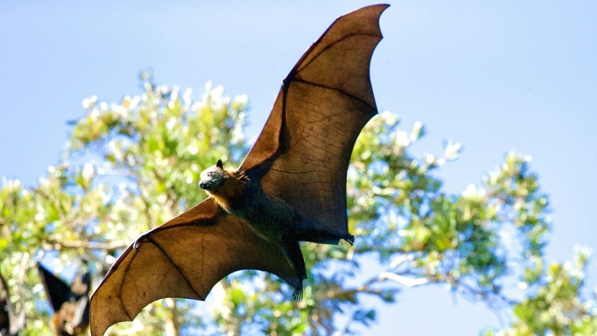 a large bat flying over a forest filled with trees