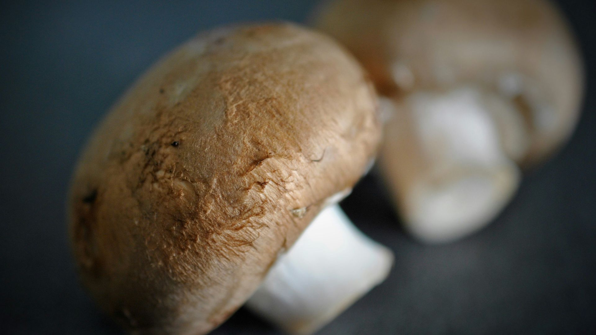 Two brown mushrooms on a dark surface