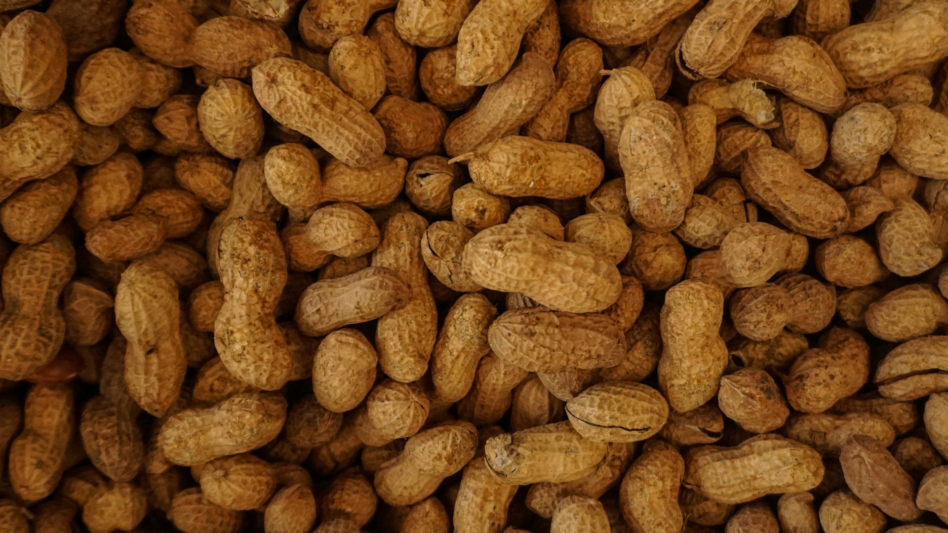 photography of brown nuts