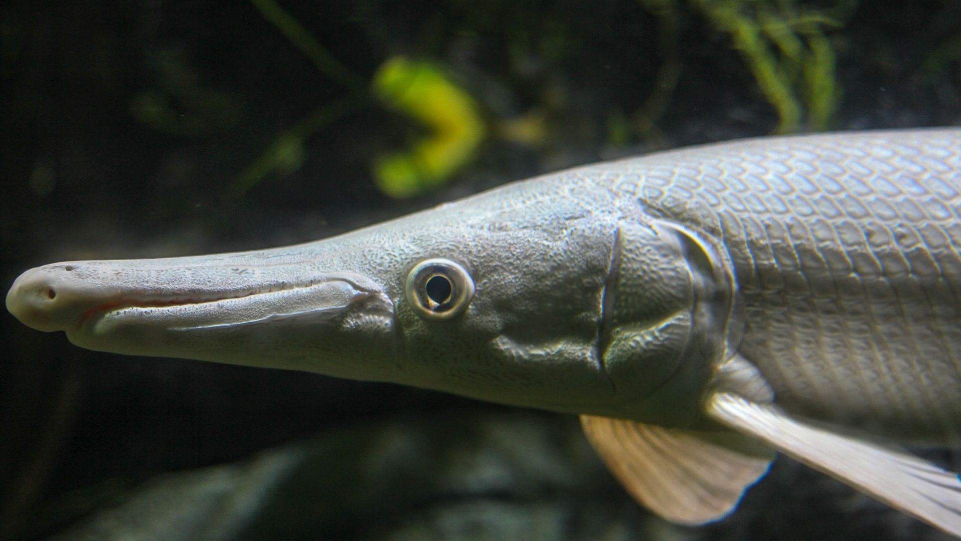grey fish in close up photography