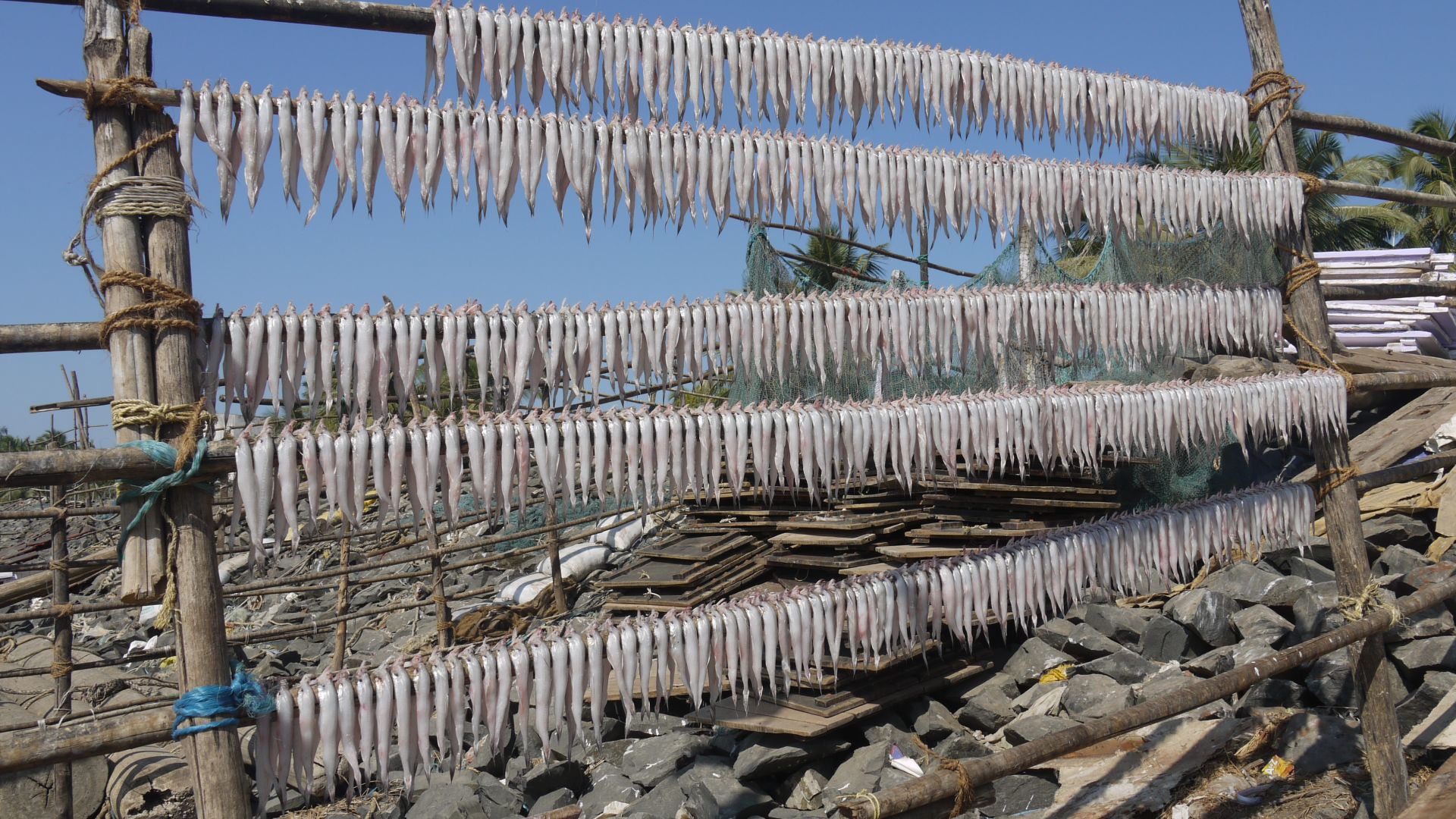 File:Harpadon nehereus - Bombay Ducks - drying (seafood).jpg