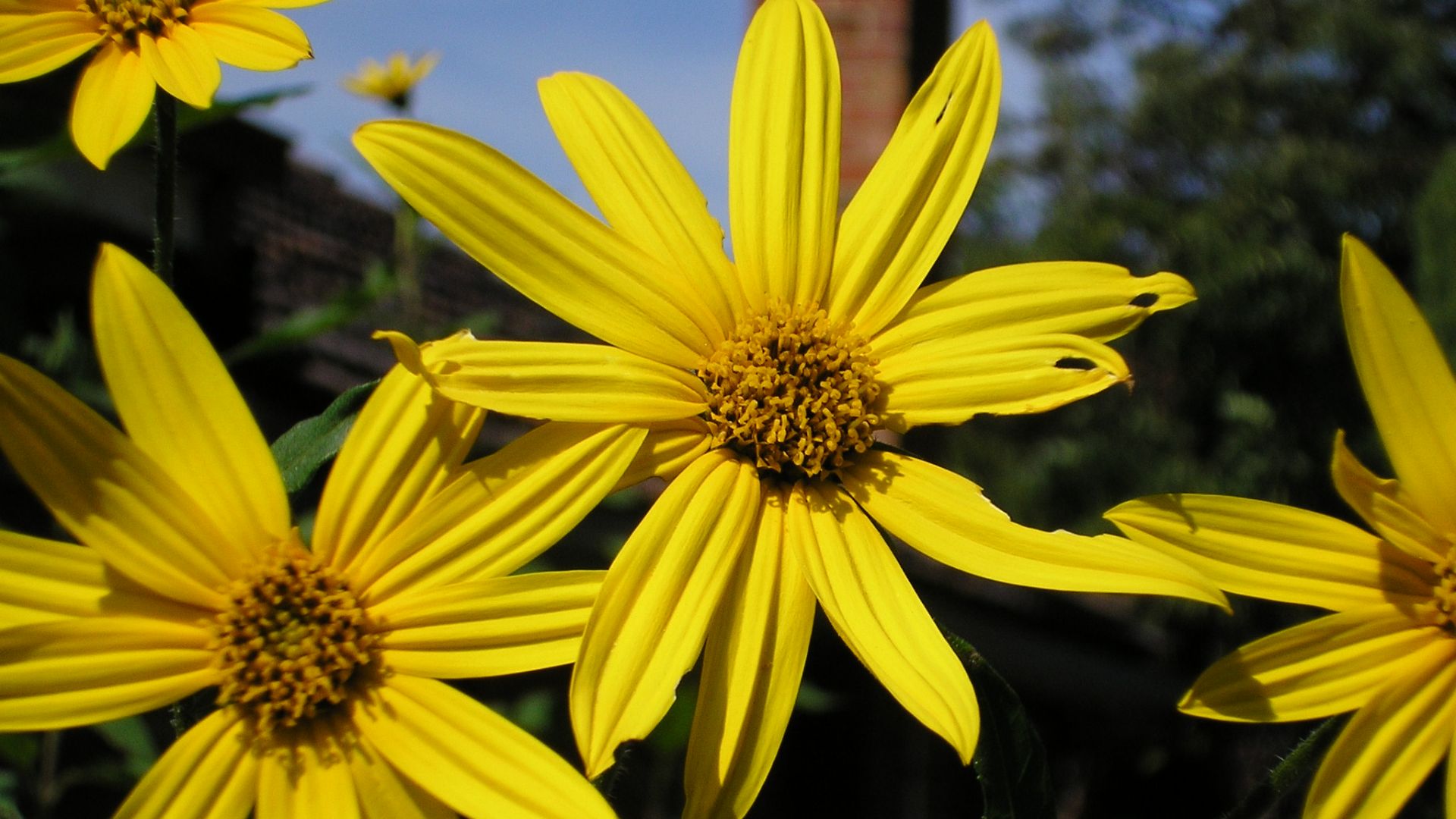 File:Sunroot flowers.jpg