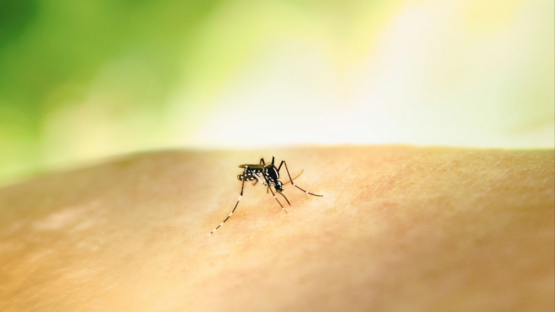 a mosquito crawling on the skin of someone's arm