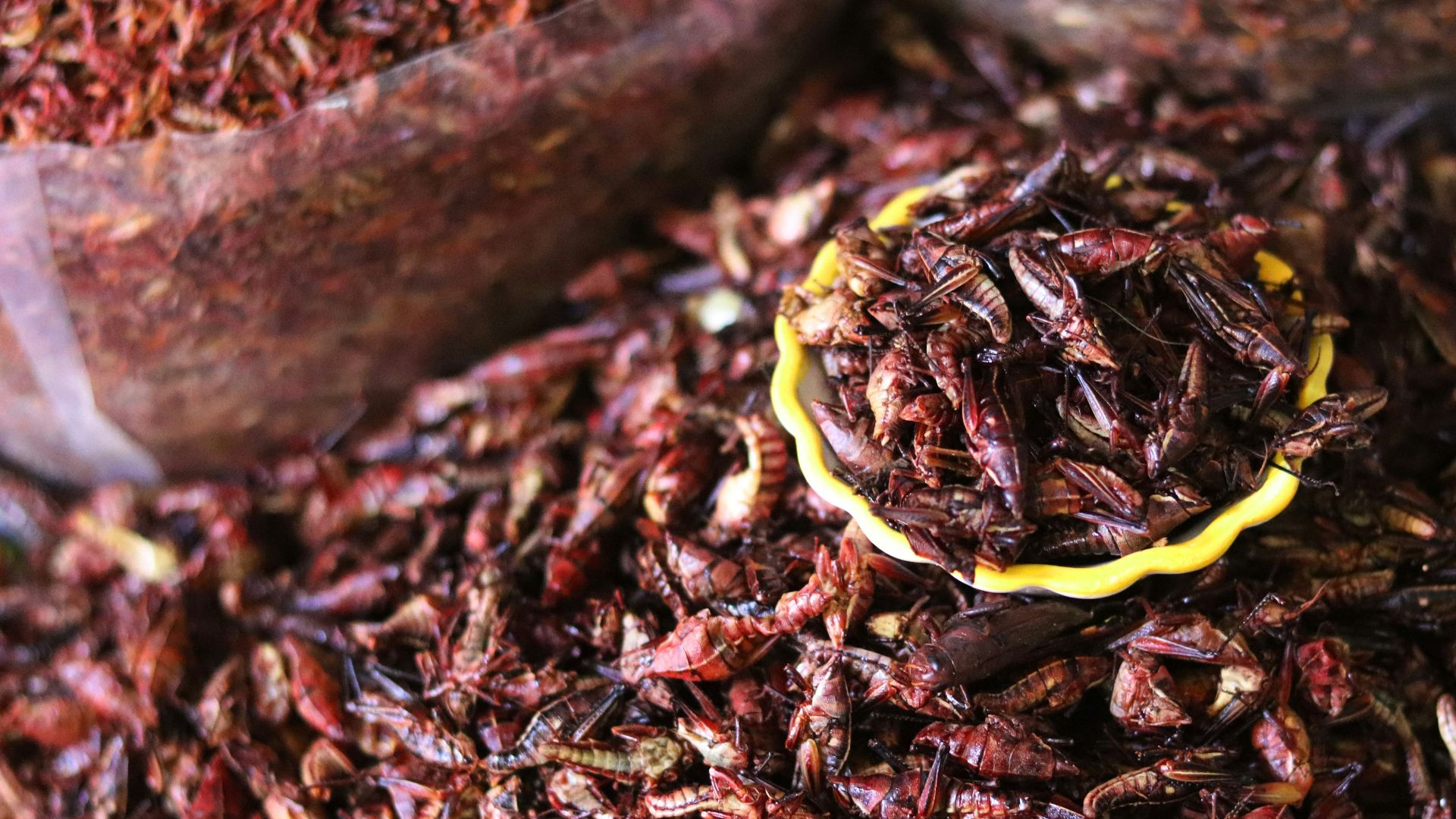 a pile of dried insects sitting next to a wooden scoop