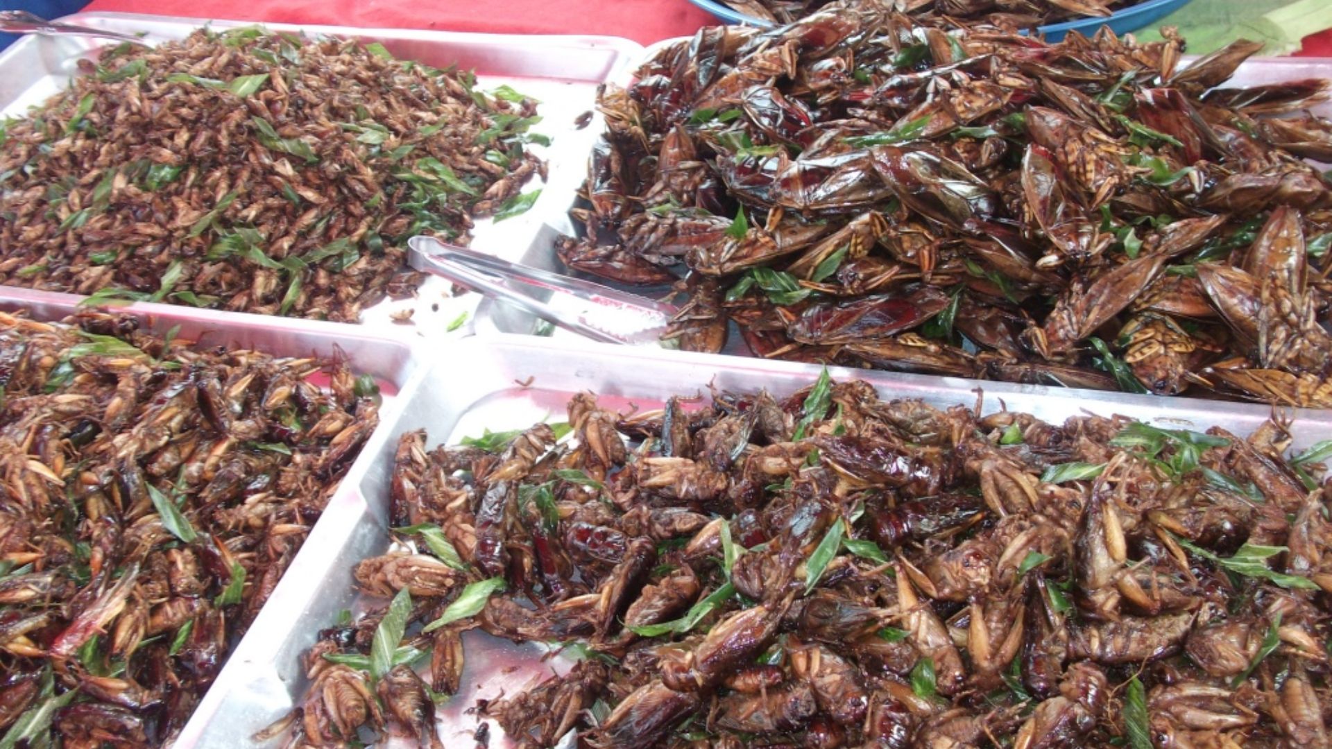 File:Fried Lethocerus Indicus in Thailand market.jpg