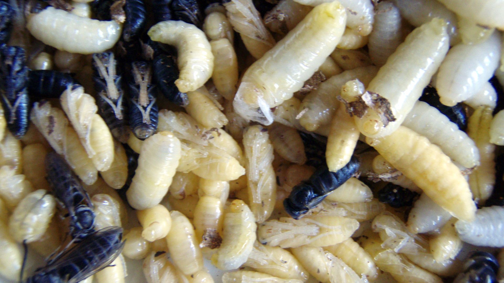 File:Vespula flaviceps05.jpg