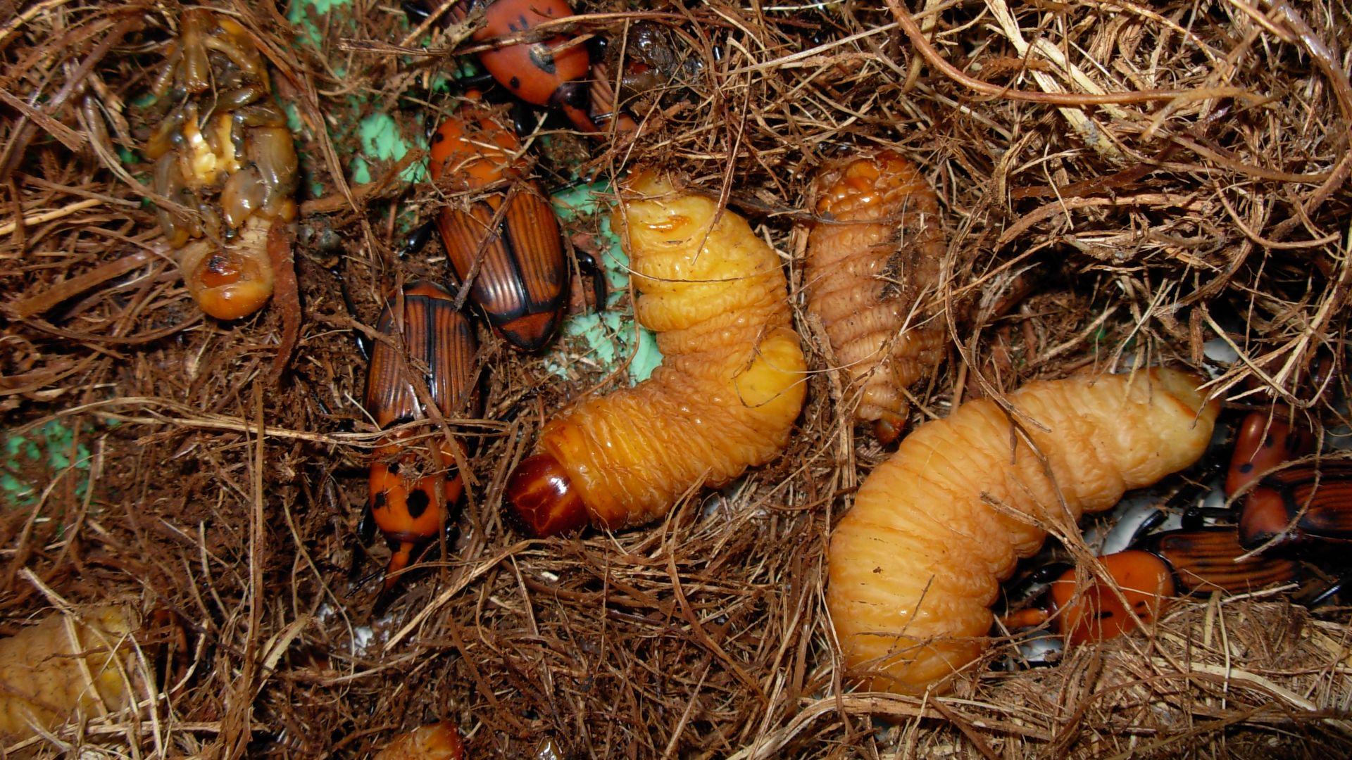 File:Rhynchophorus ferrugineus larvae.JPG