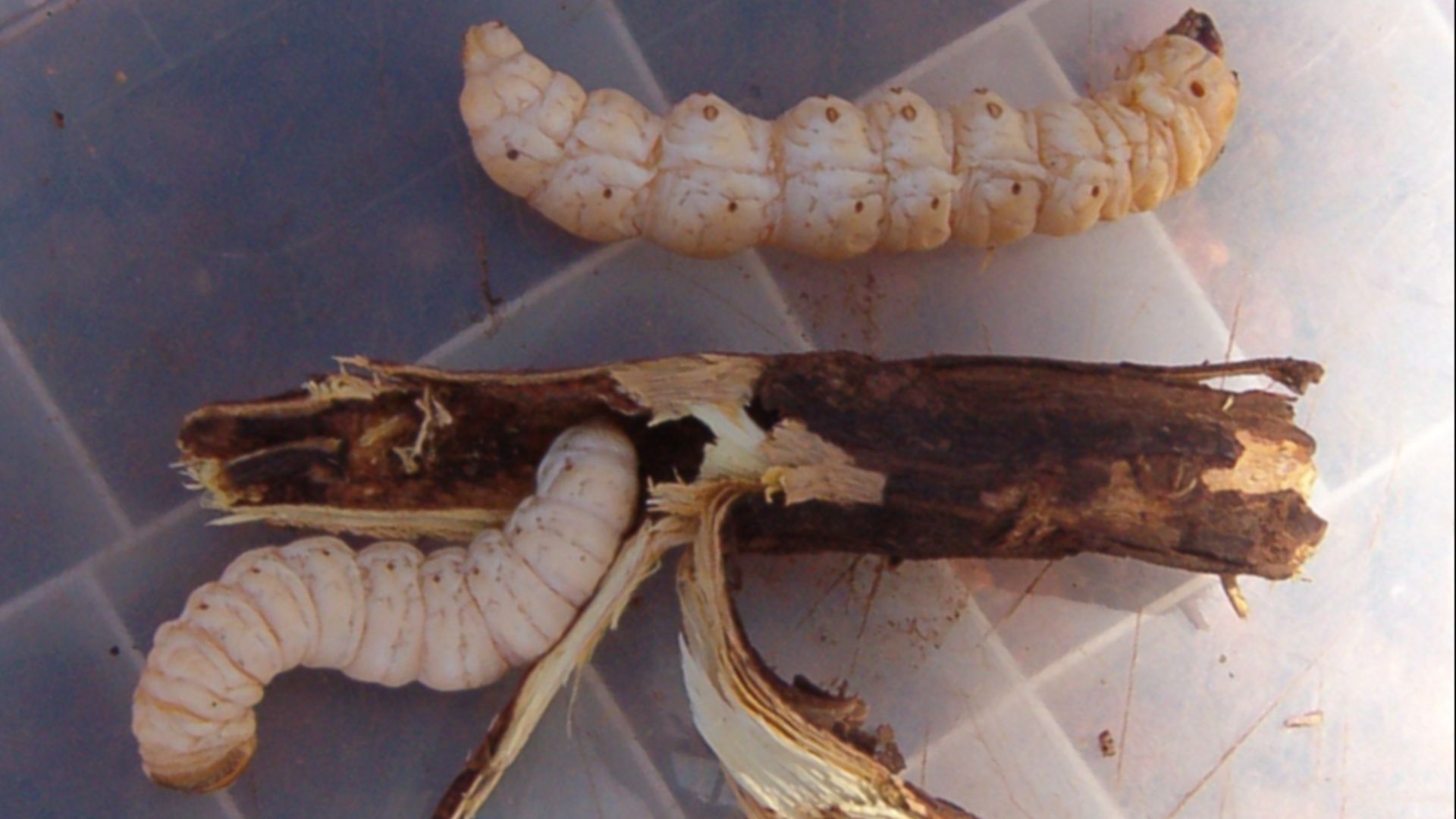 File:Witchetty grub.jpg