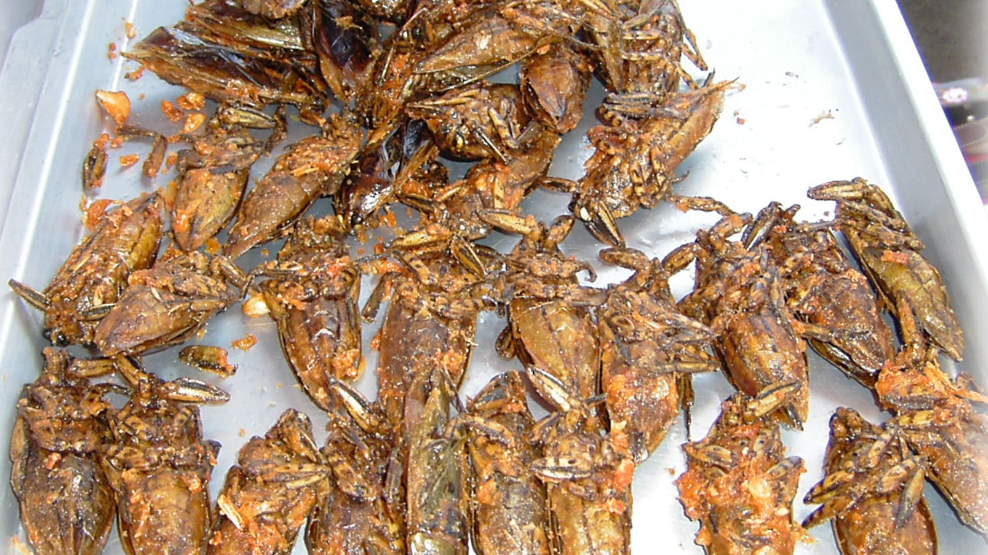 File:Giant water bugs on plate.png