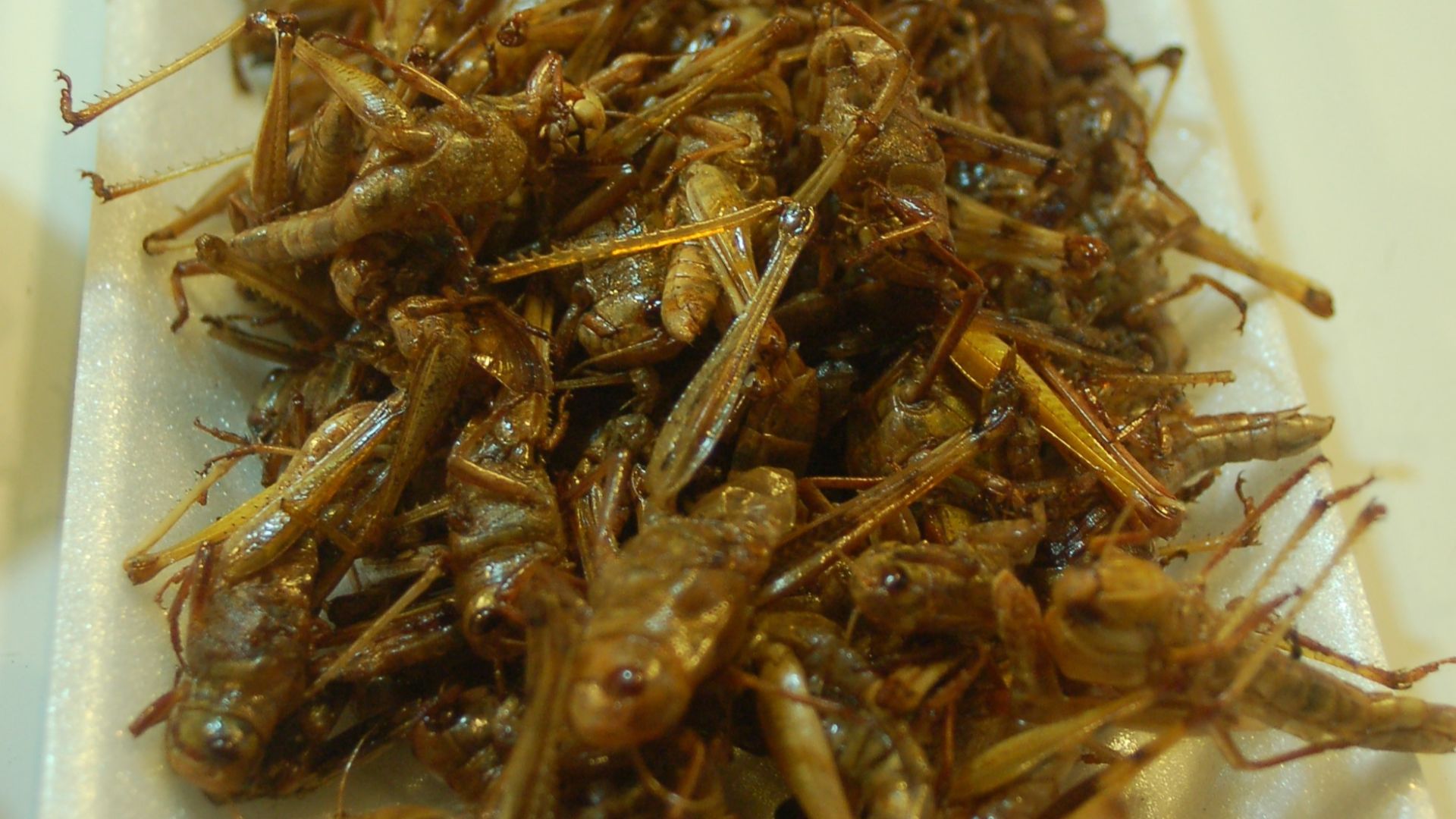 File:Fried locust Thailand.jpg
