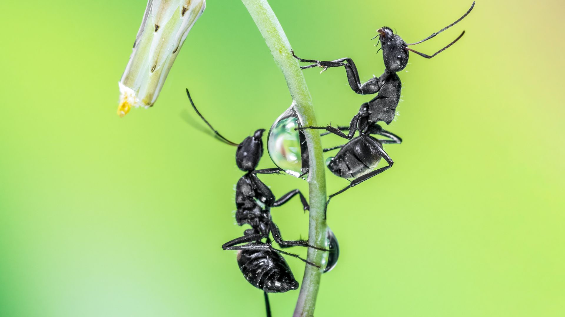 a group of small black bugs hanging from a plant