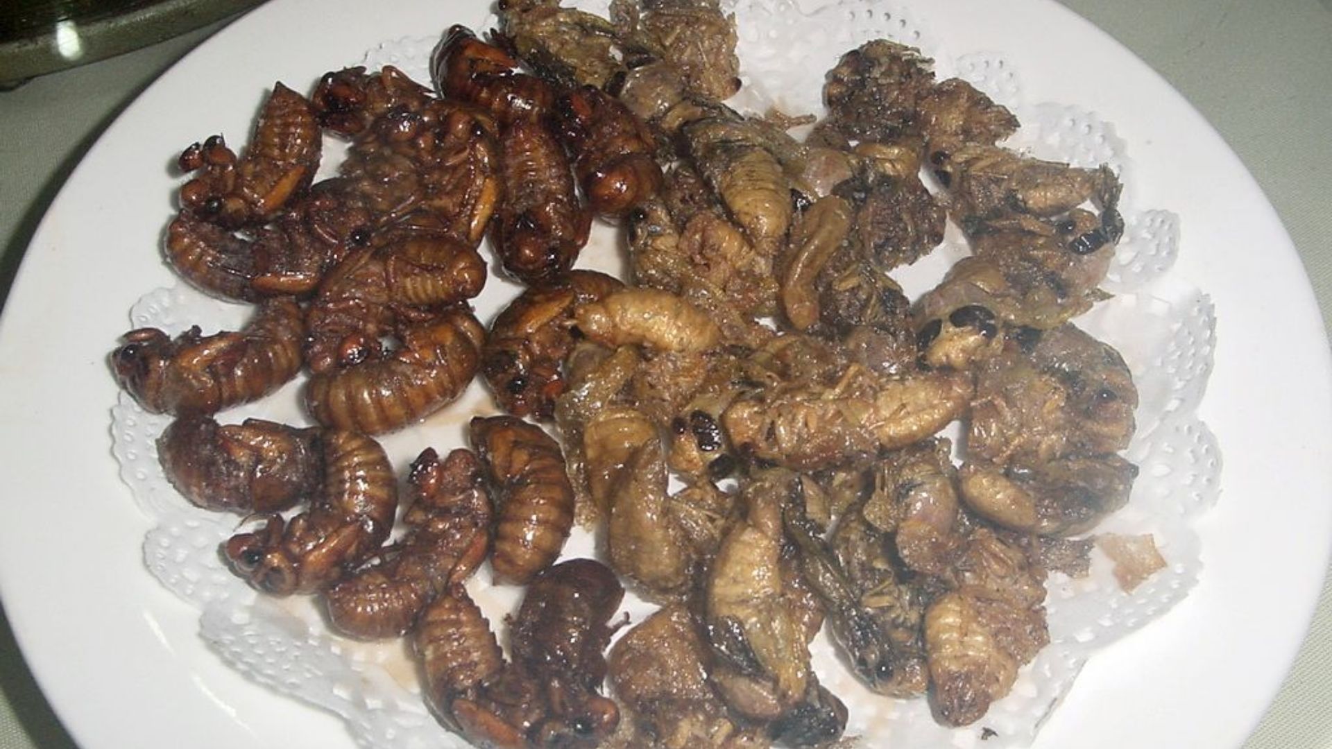 File:Deepfried cicada.jpg
