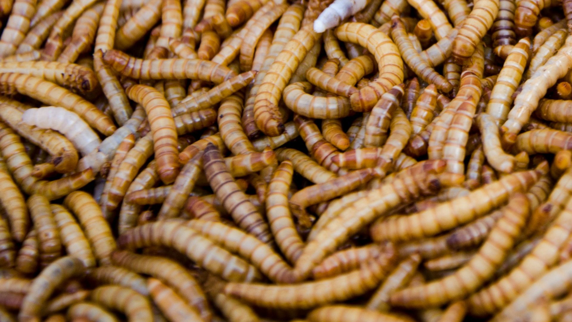 green and black insect on brown textile
