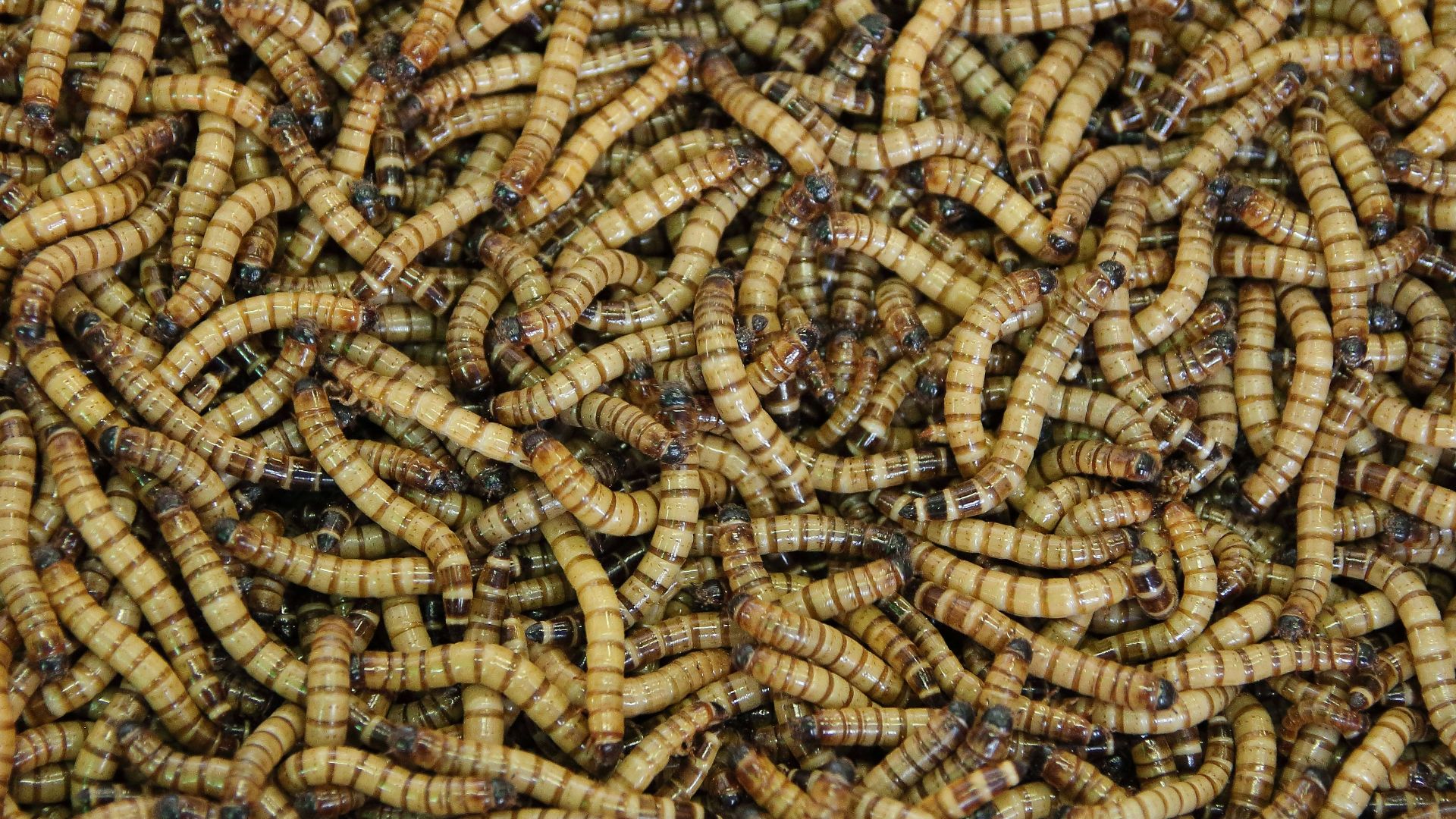 brown rope in close up photography