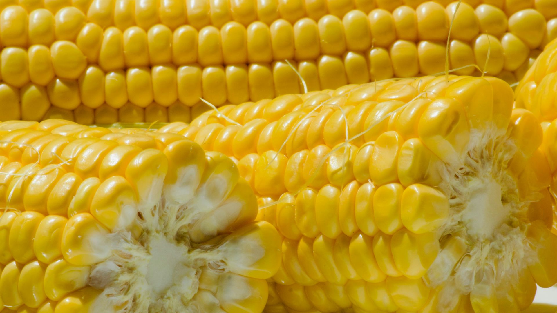 Corn on the cob is sitting on a plate
