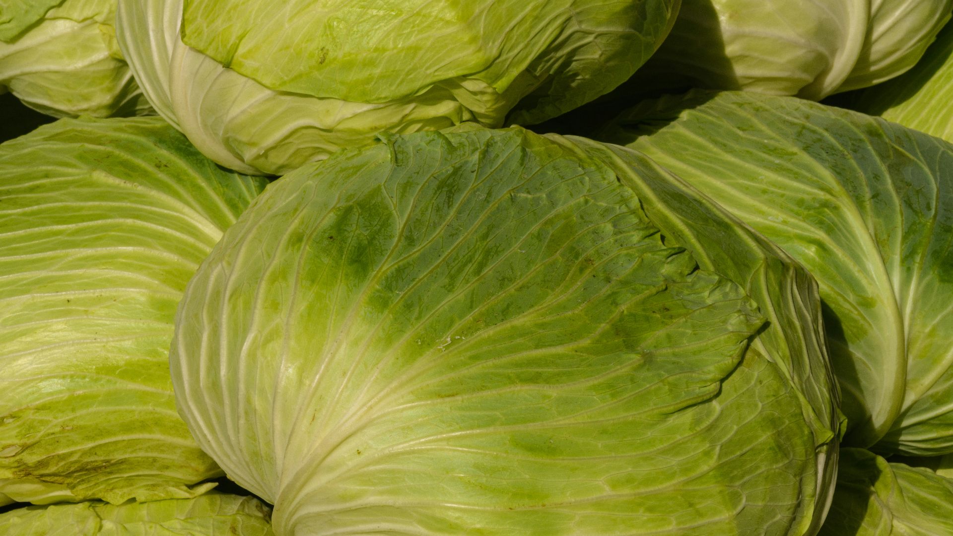 a pile of green cabbages piled on top of each other
