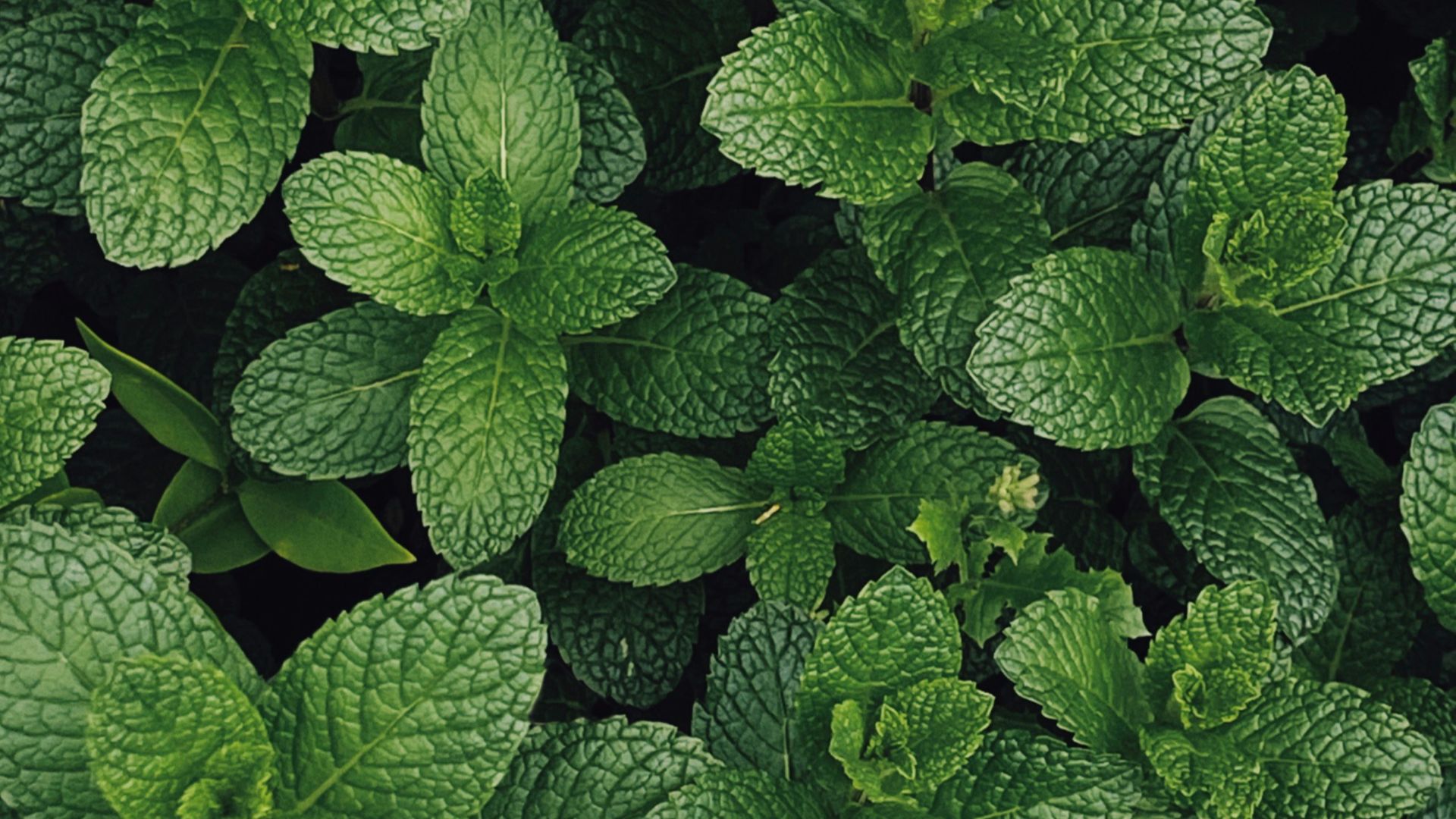 green leaves plant during daytime