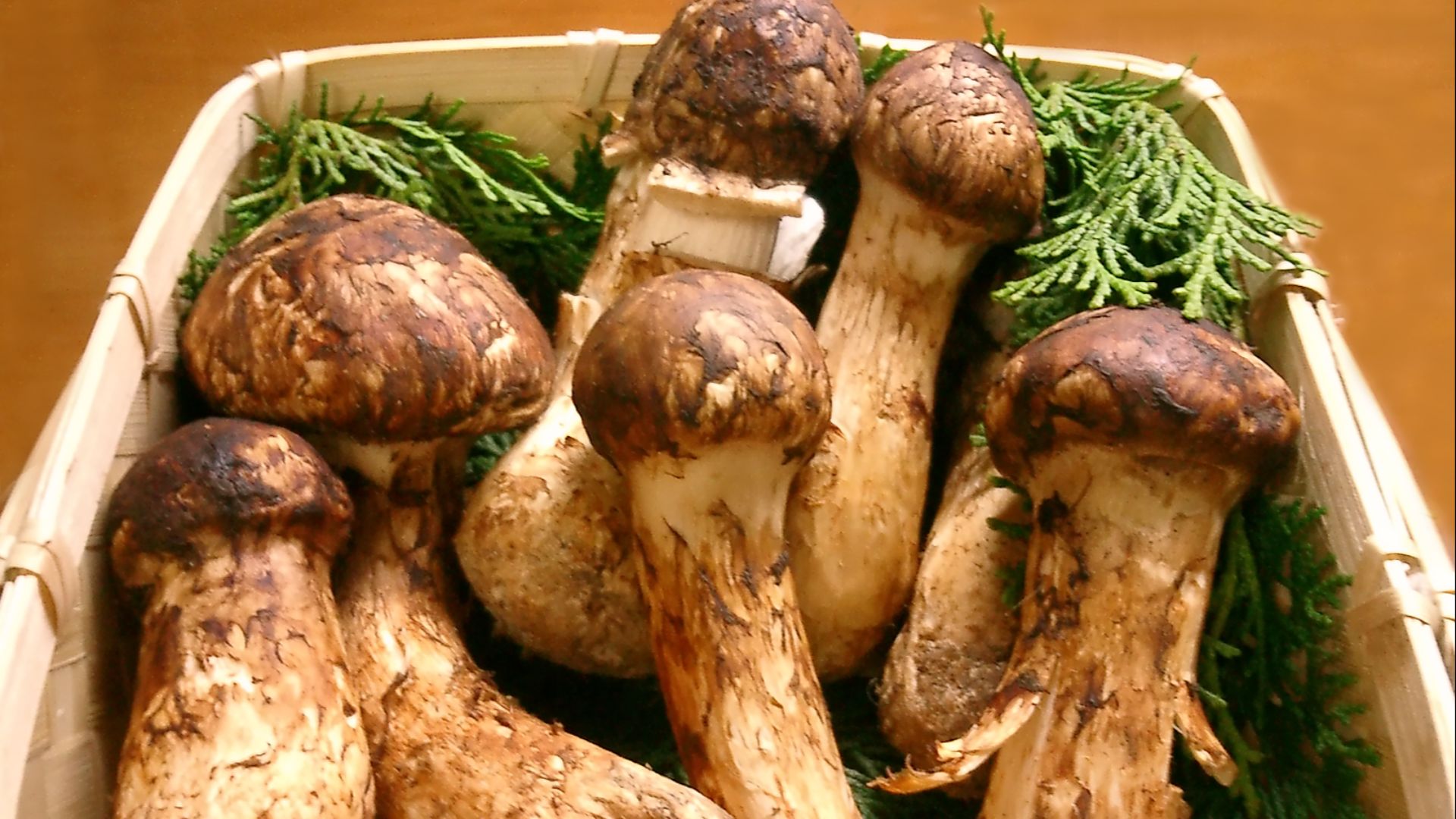 File:Matsutake.jpg