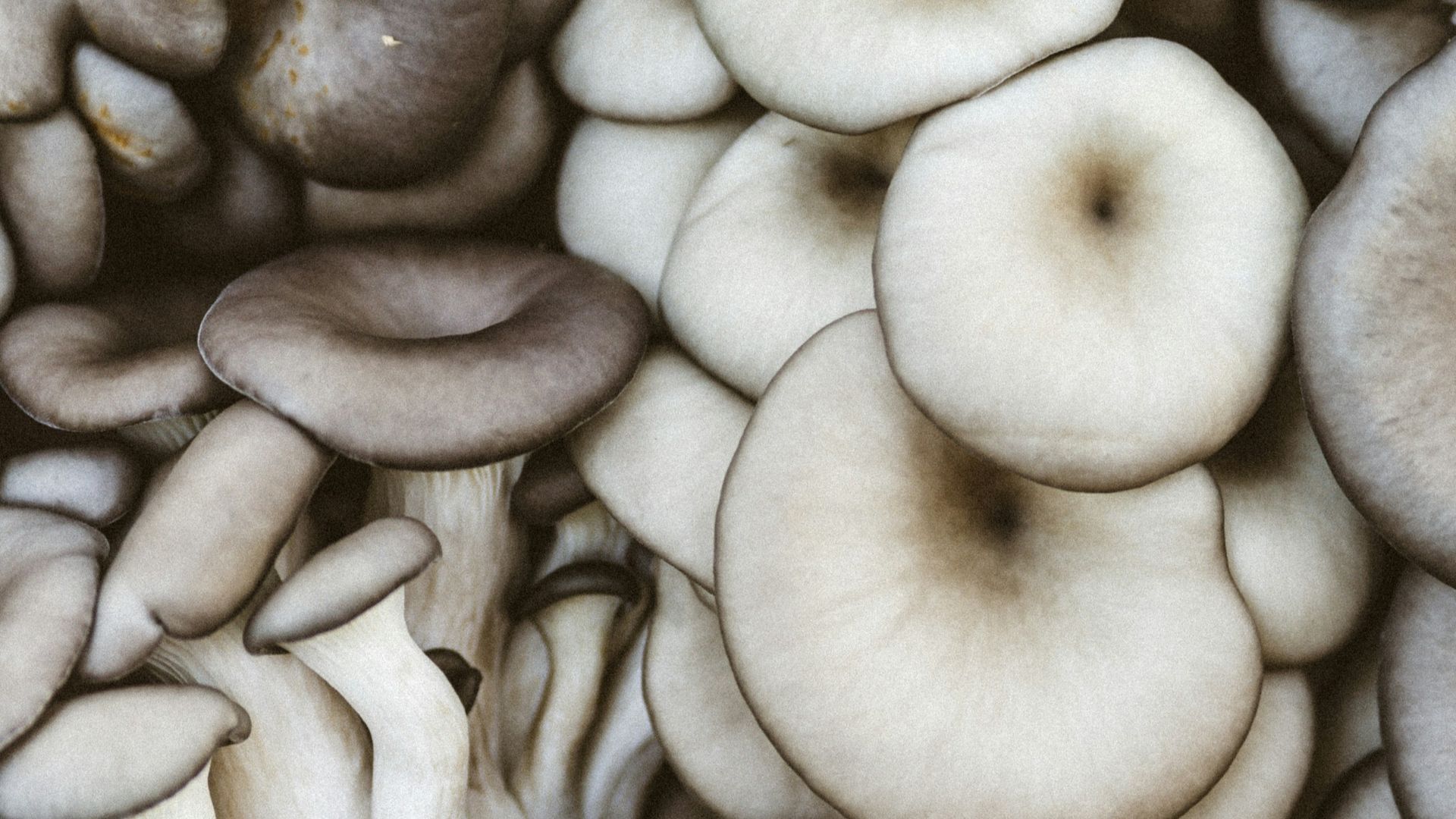 brown mushrooms in close up photography
