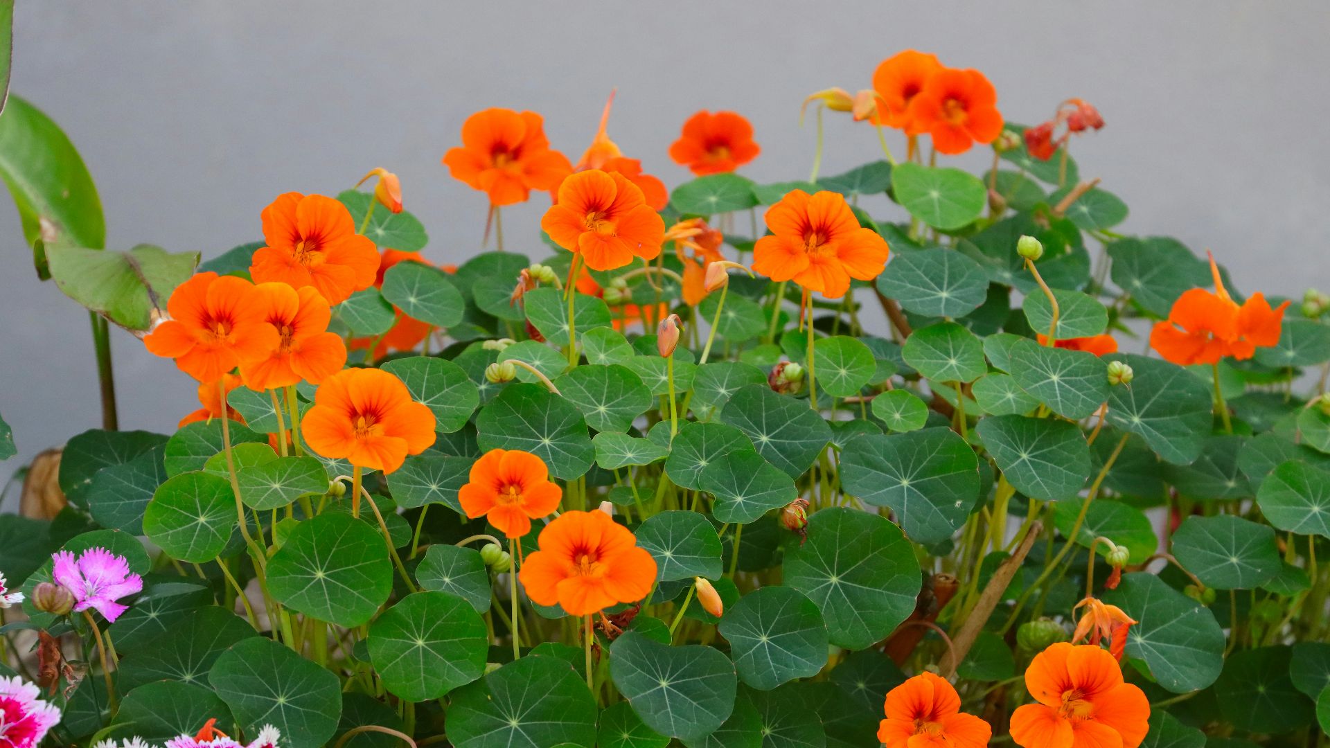 a group of orange flowers