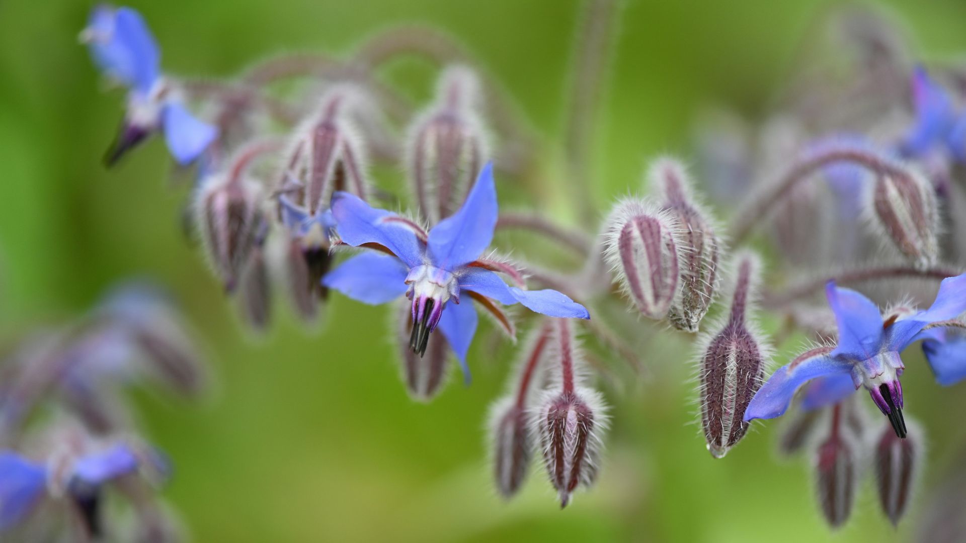 purple flower in tilt shift lens