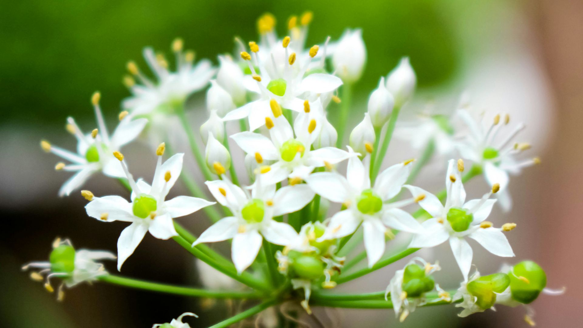 white flowers in tilt shift lens