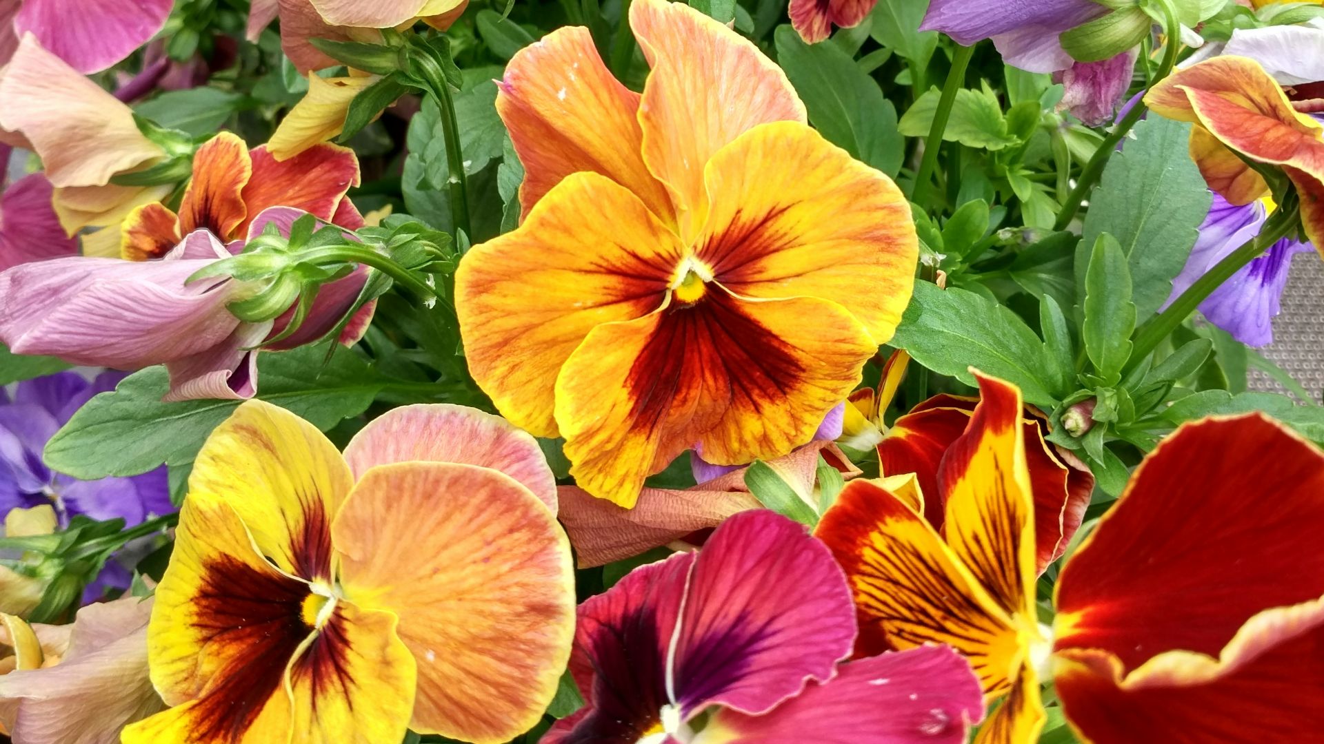 a group of colorful flowers