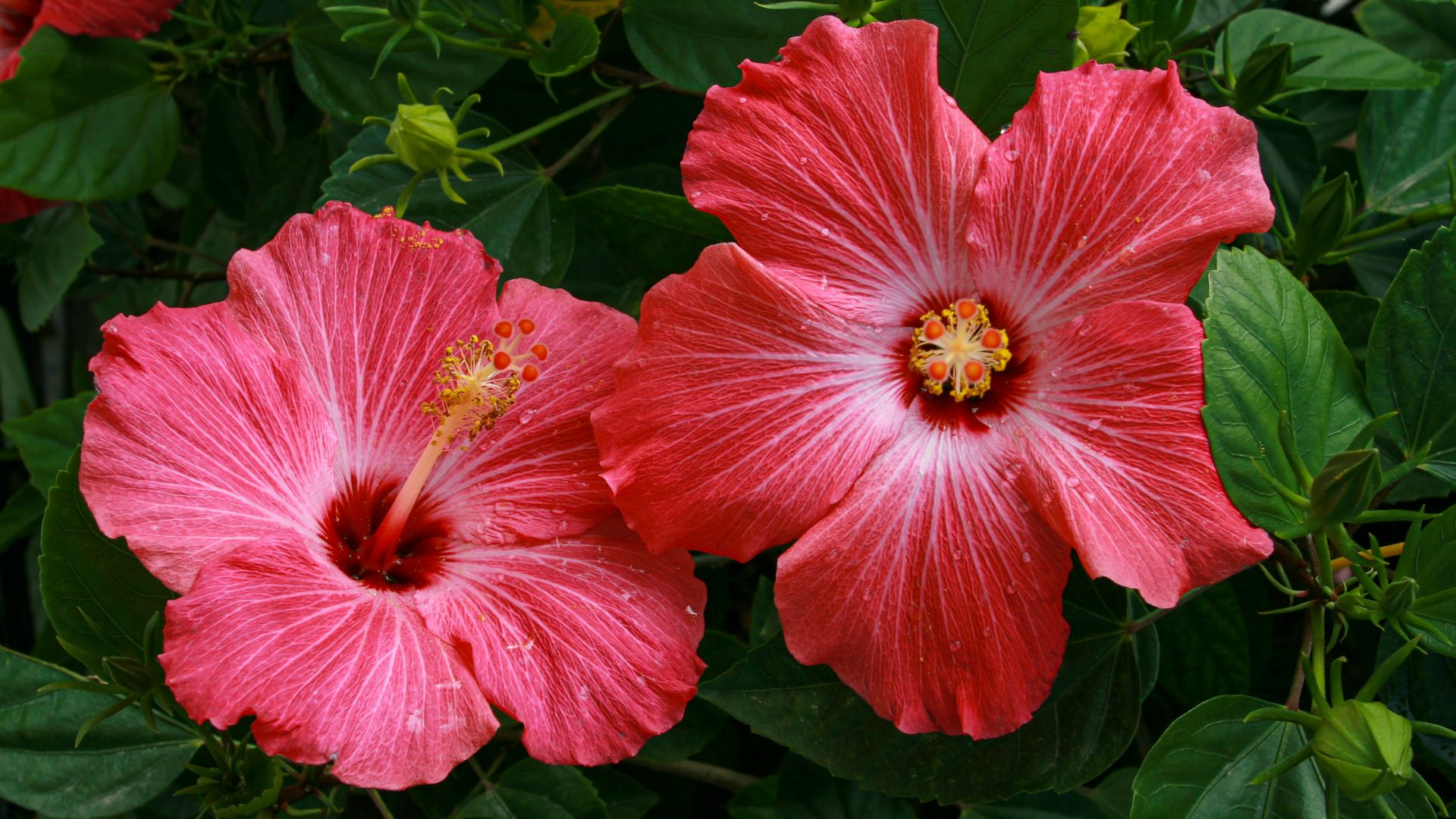 red hibiscus in bloom during daytime